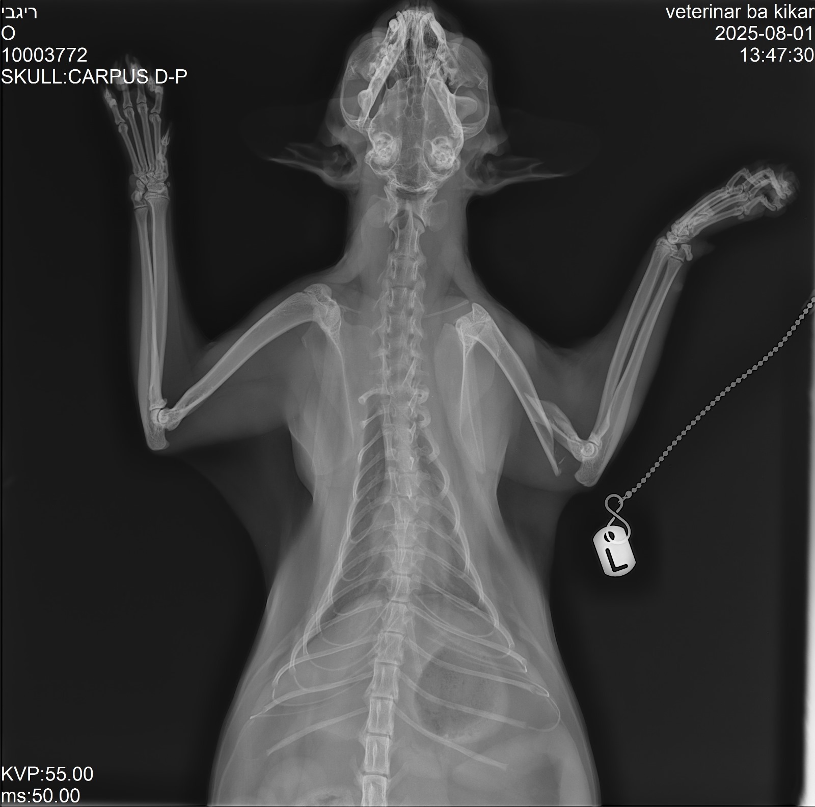 Help me raise money for his surgery :,( campaign photo, 2 of 8