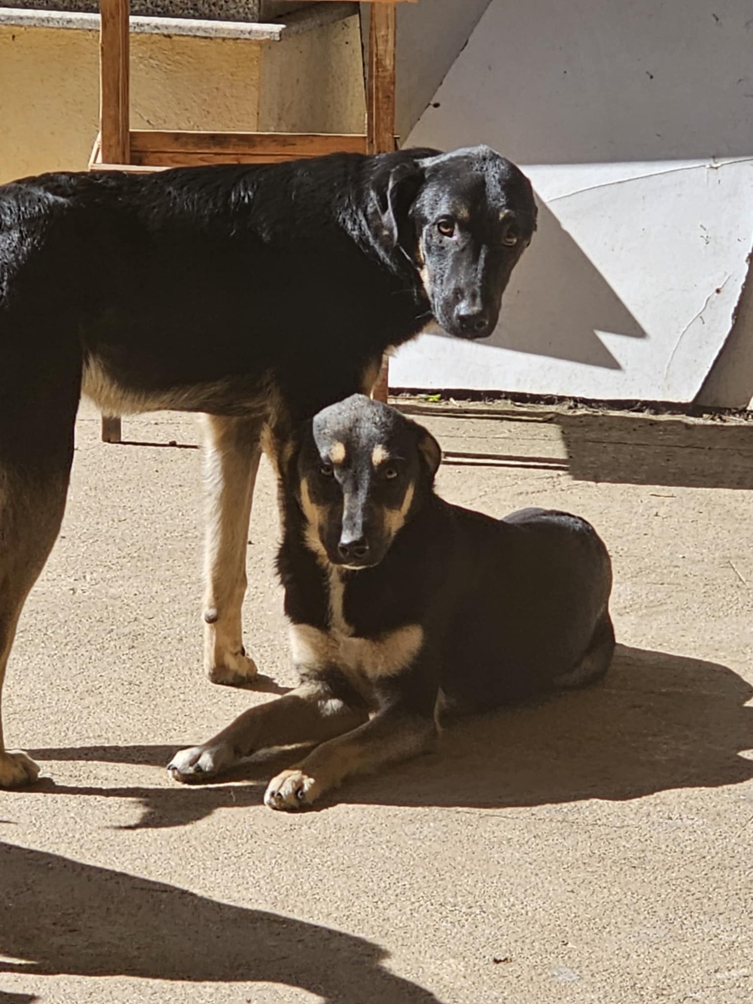 Help Rescue Puppies Monty and Wes campaign photo, 7 of 8