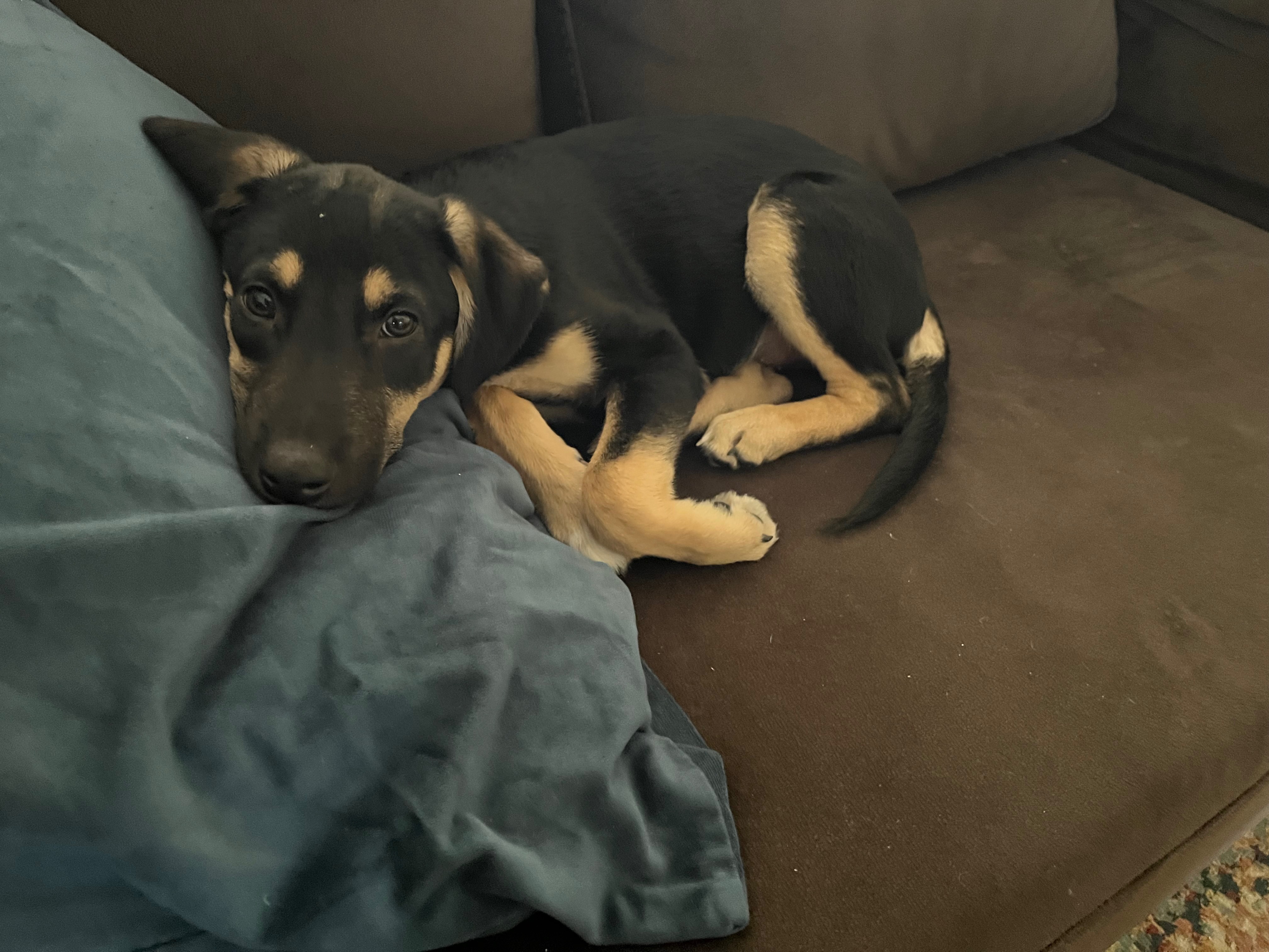 Help Rescue Puppies Monty and Wes campaign photo, 4 of 8