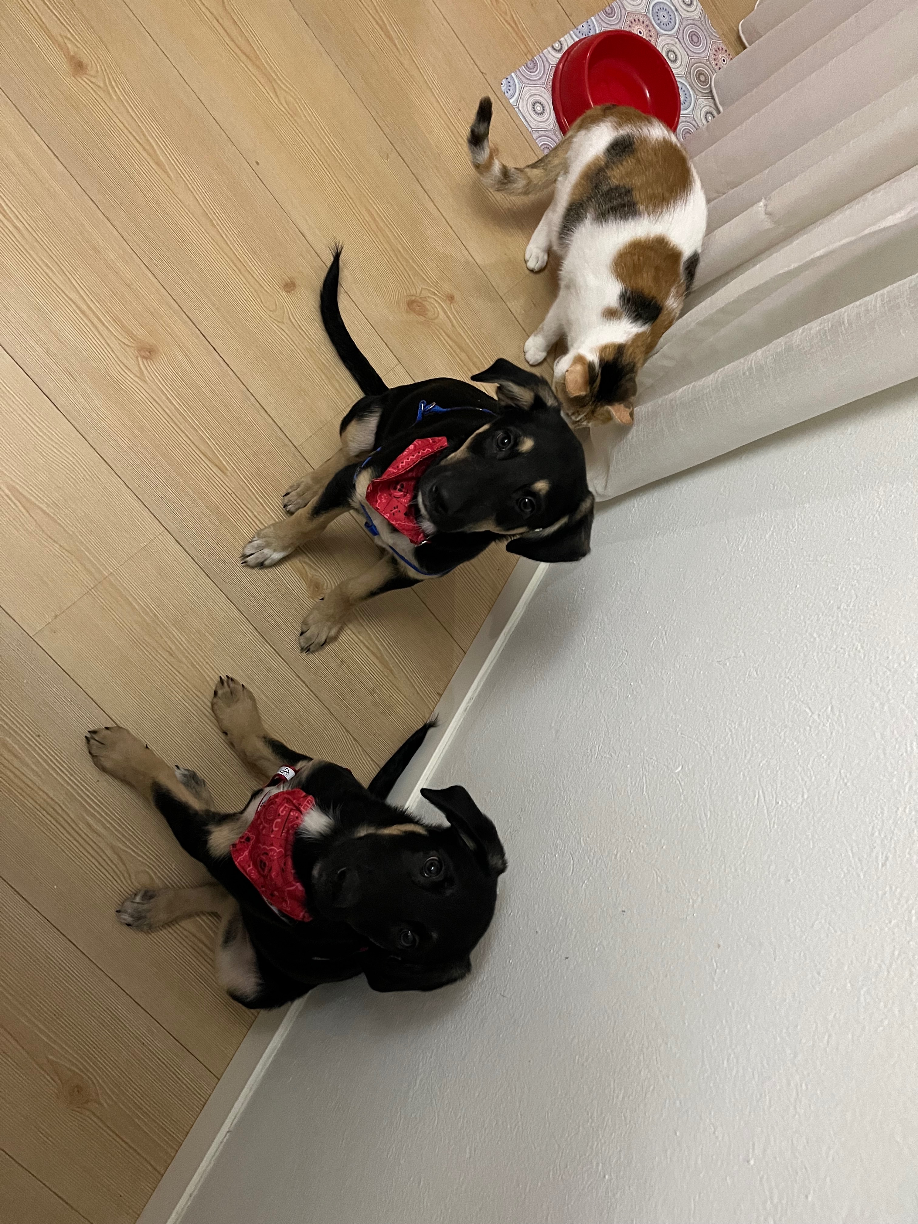 Help Rescue Puppies Monty and Wes campaign photo, 5 of 8