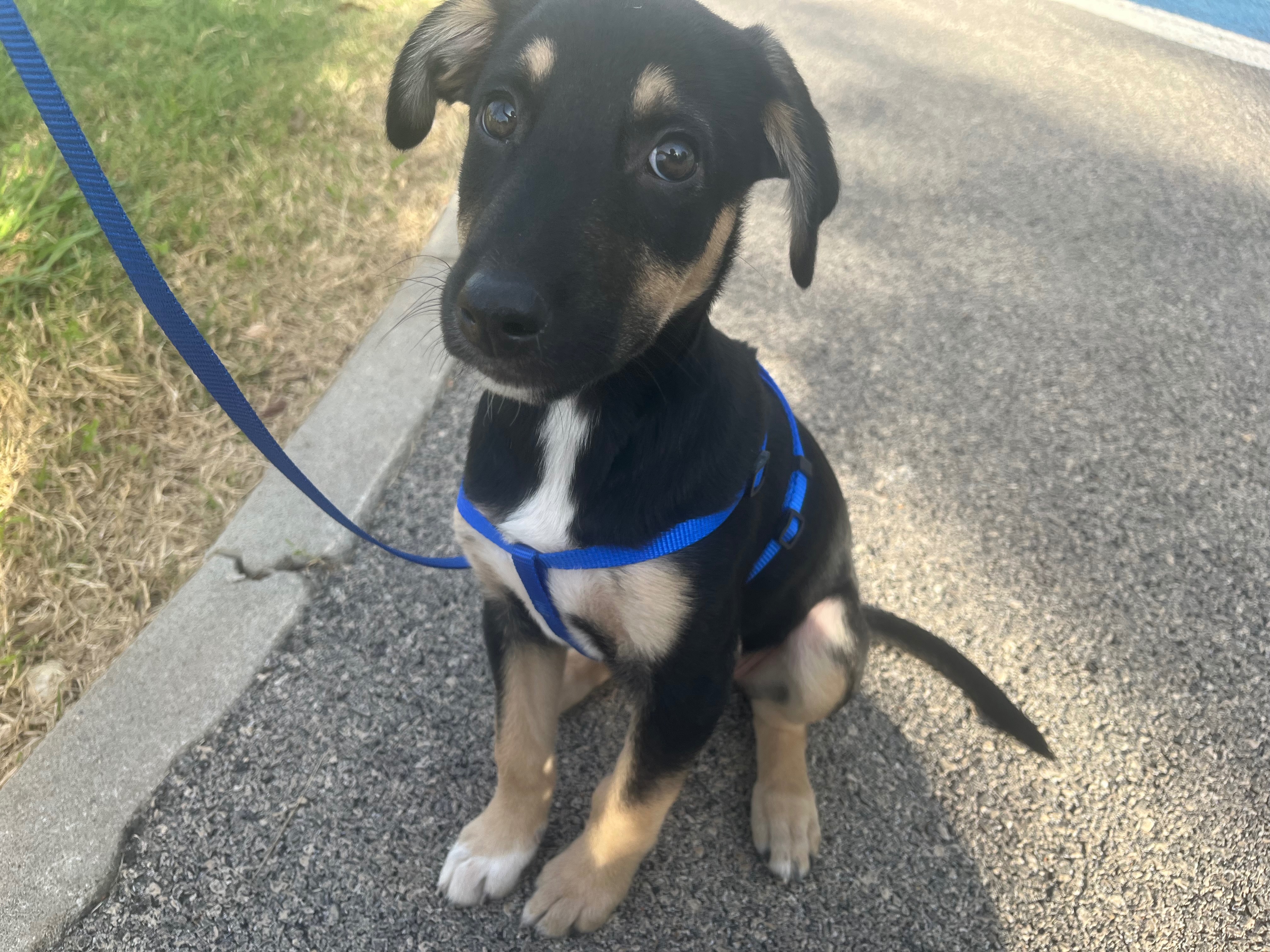 Help Rescue Puppies Monty and Wes campaign photo, 6 of 8