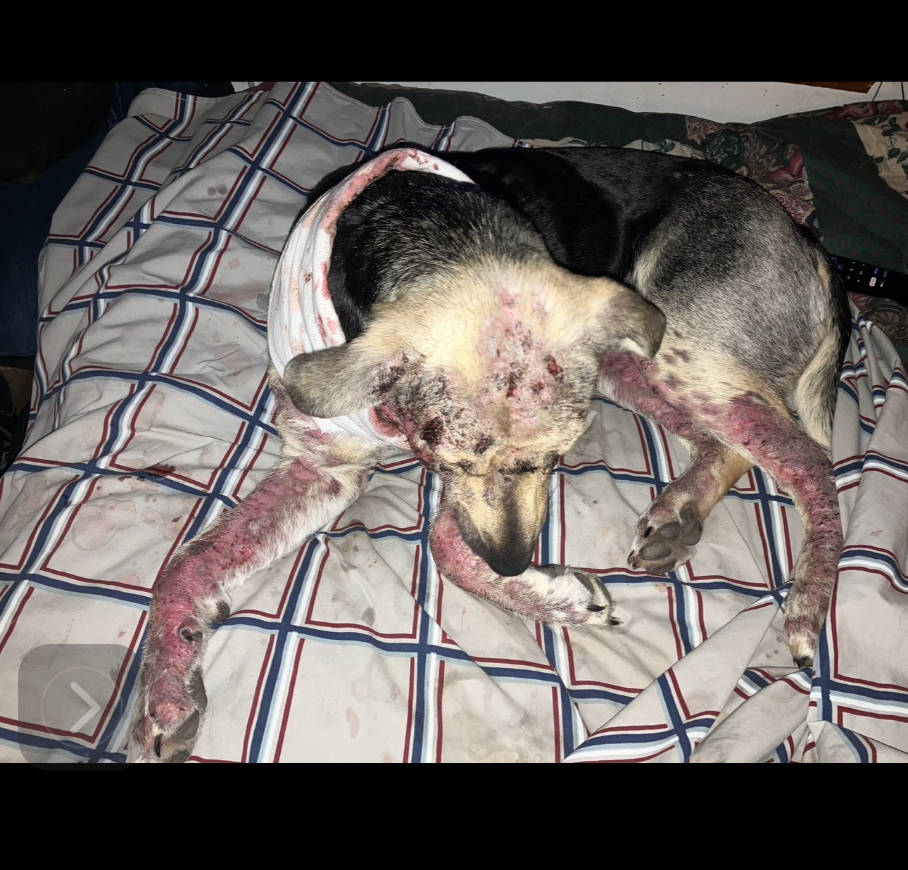 Please help me help this lil guy someone dumped out by me campaign photo, 2 of 4
