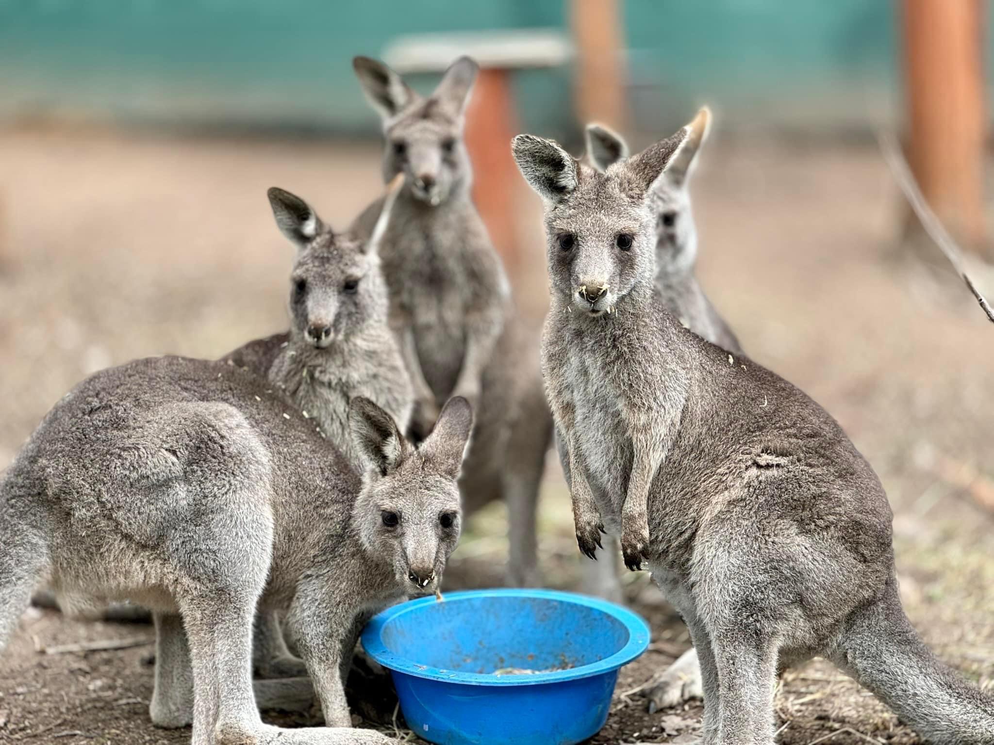 Raising orphaned kangaroo joeys campaign photo, 7 of 8