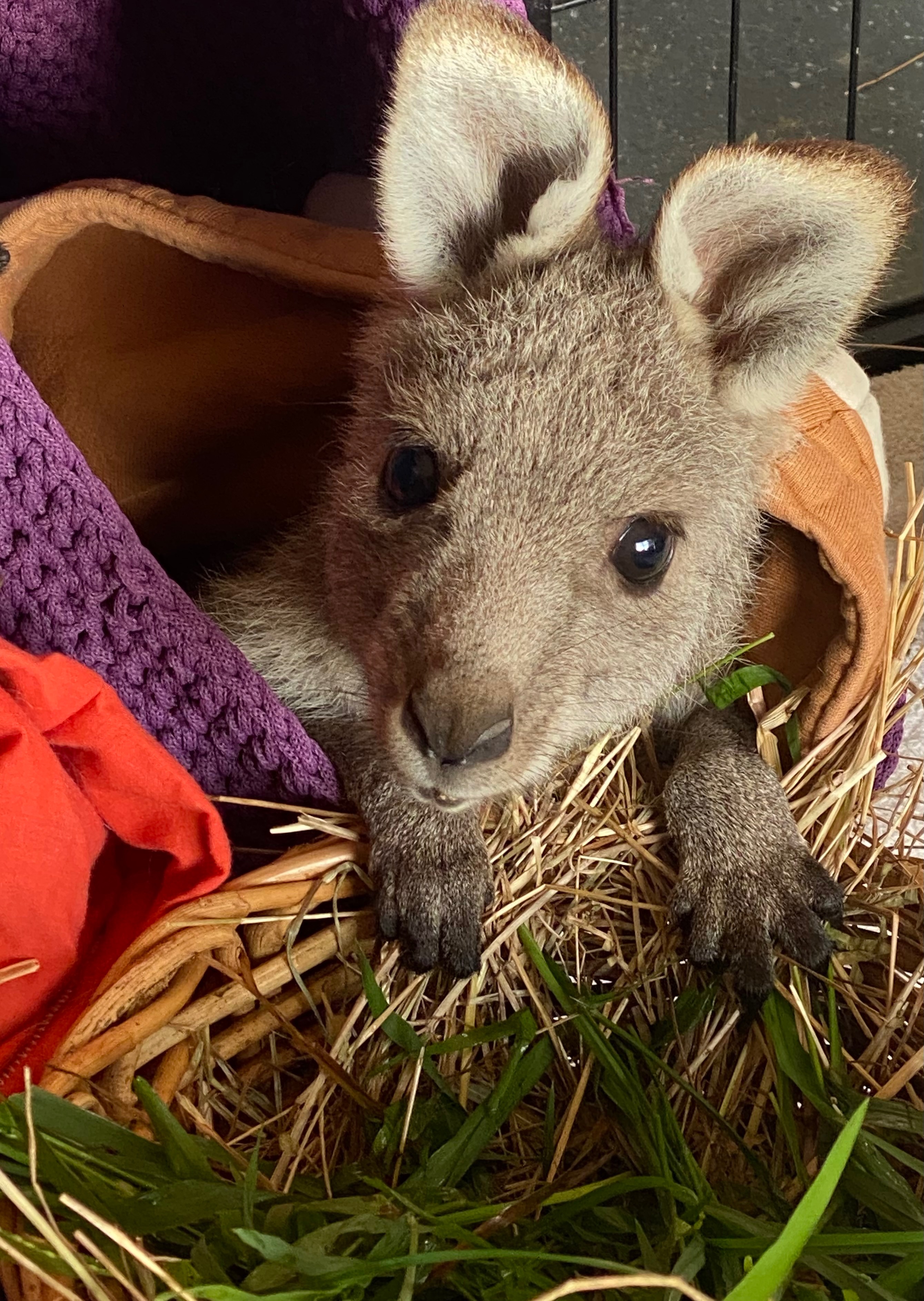 Raising orphaned kangaroo joeys campaign photo, 2 of 8