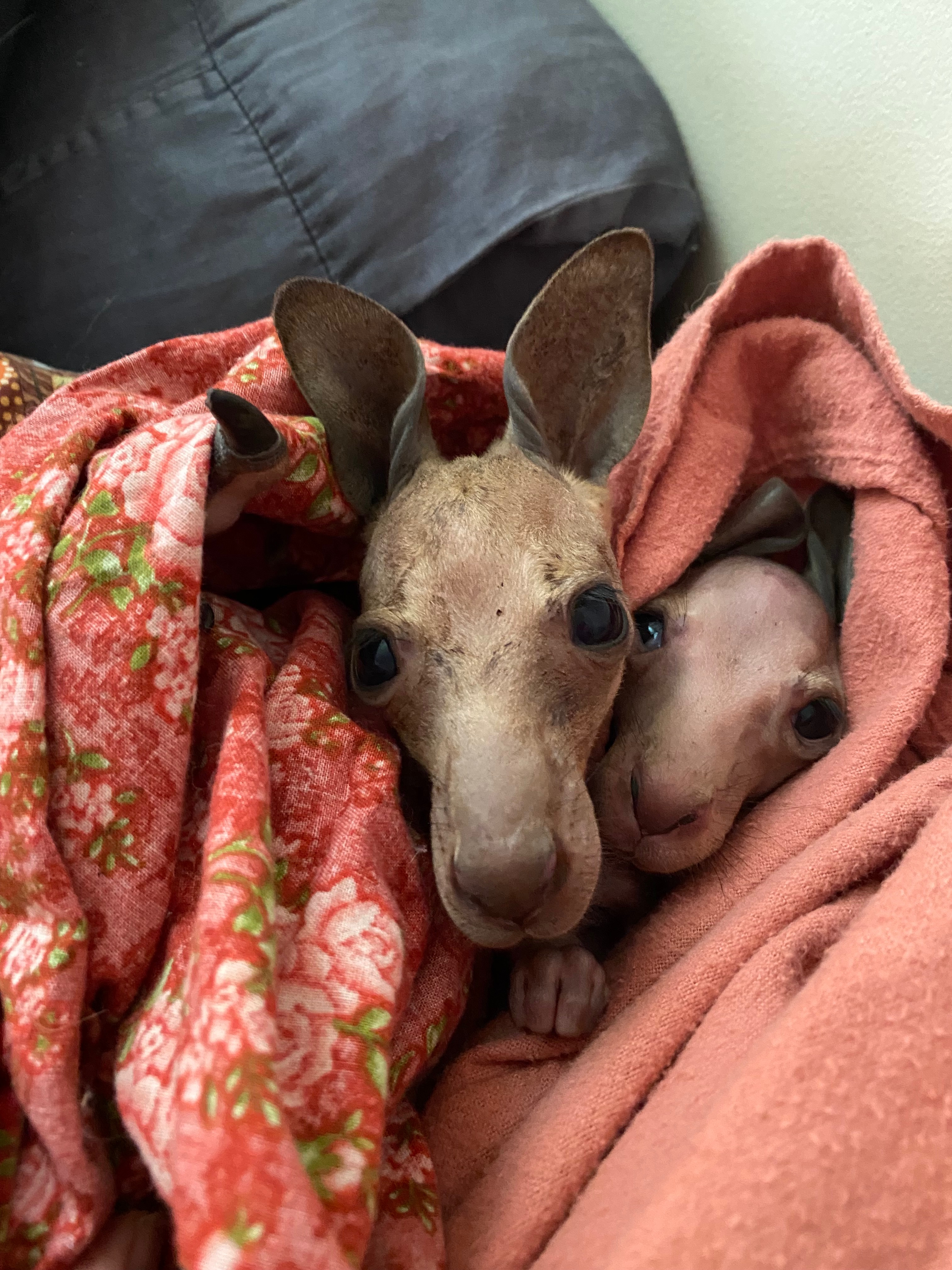 Raising orphaned kangaroo joeys campaign photo, 4 of 8