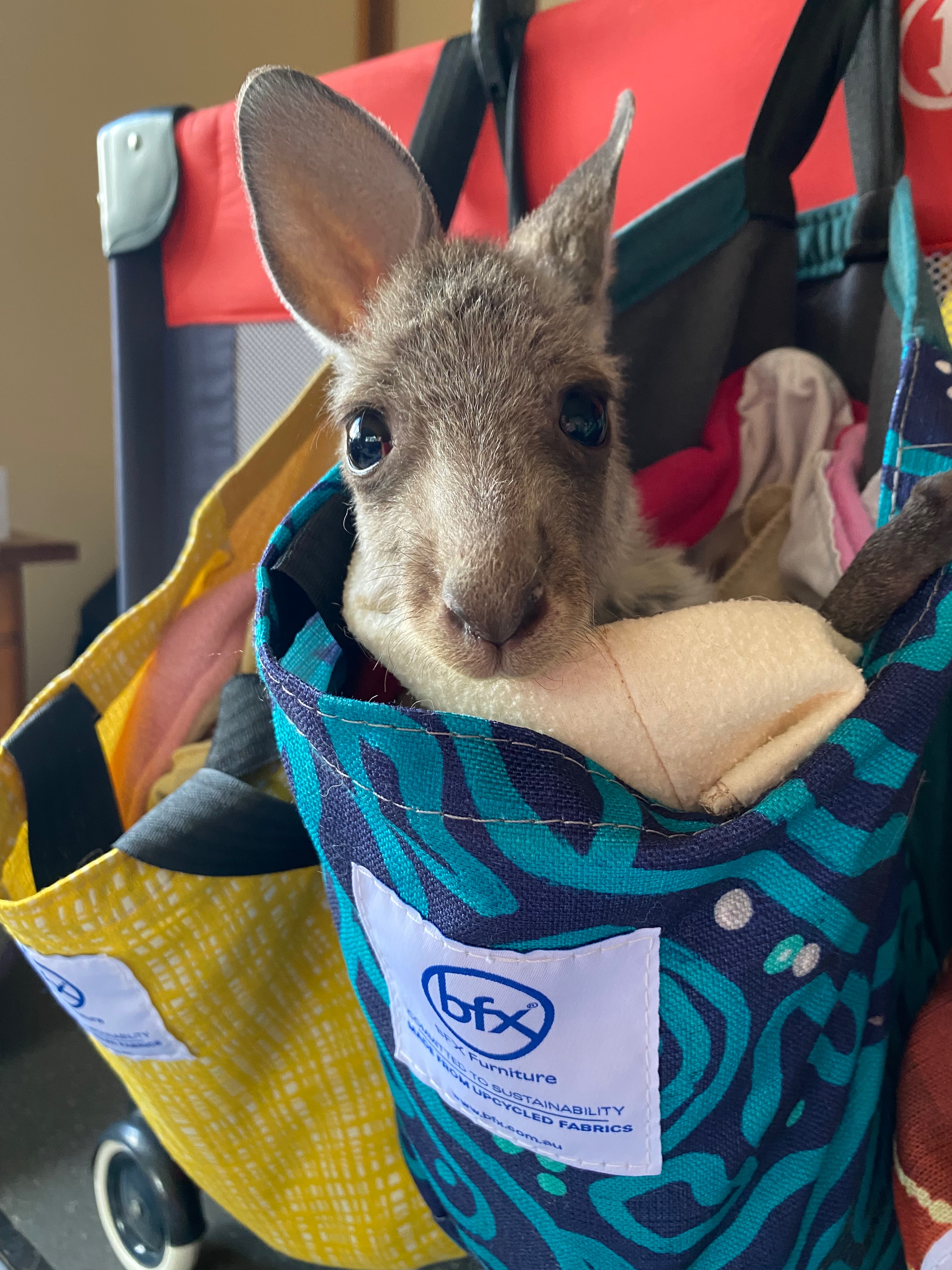Raising orphaned kangaroo joeys campaign photo, 5 of 8