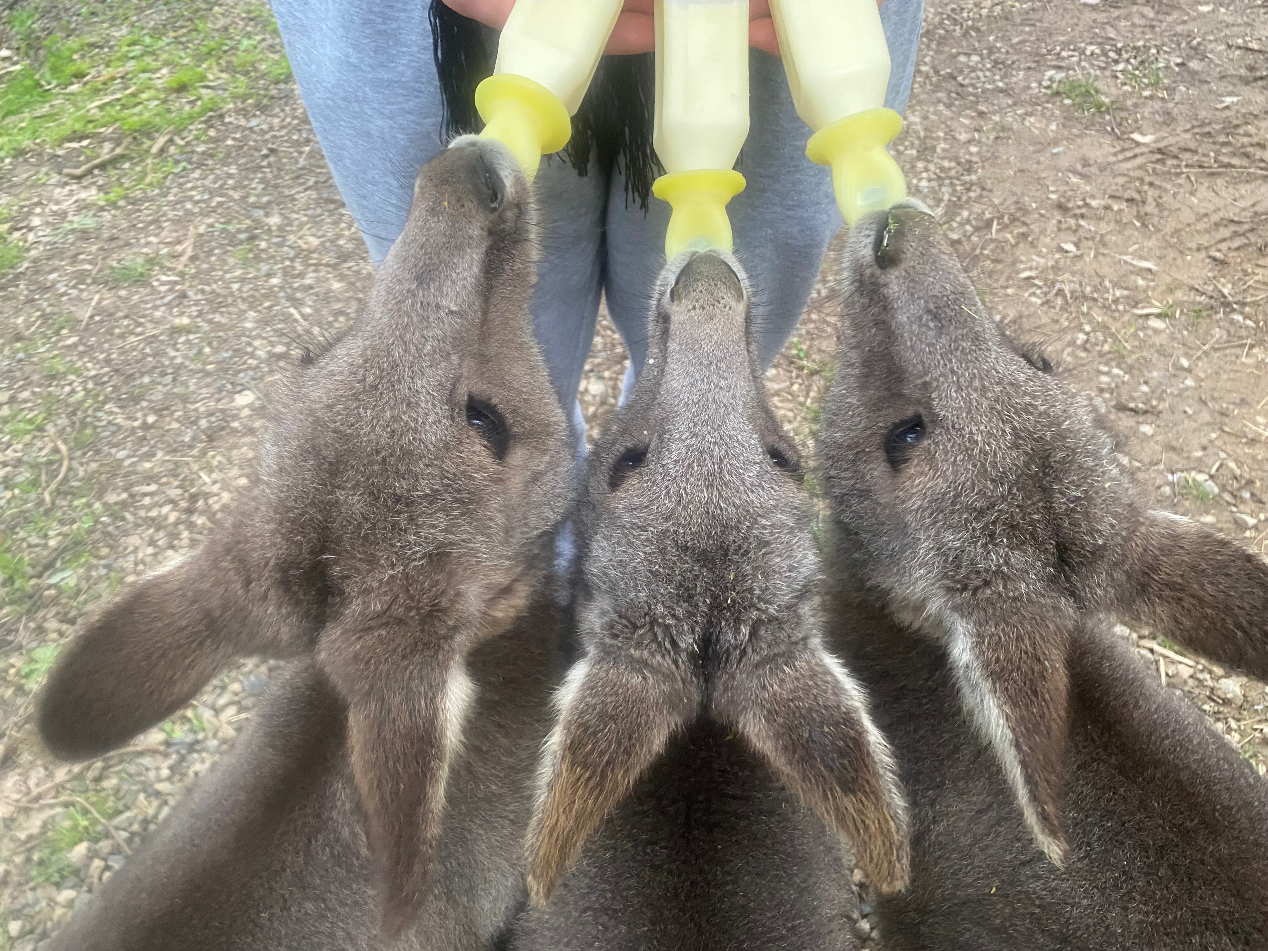 Raising orphaned kangaroo joeys campaign photo, 6 of 8