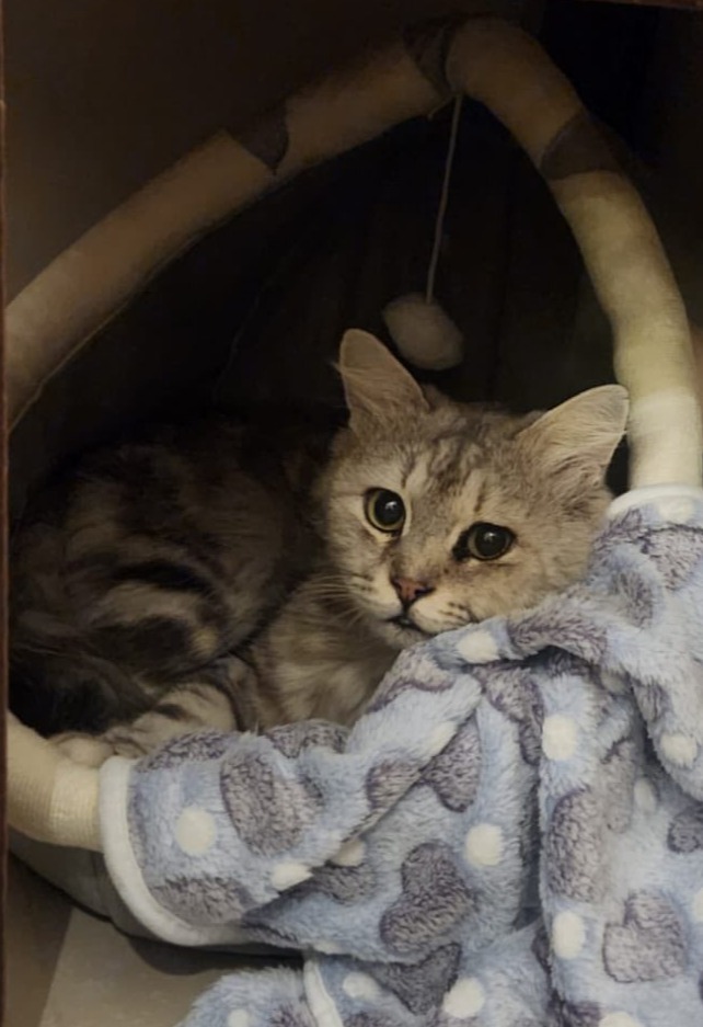 Please help bring Storm to his Furever Home campaign photo, 2 of 4