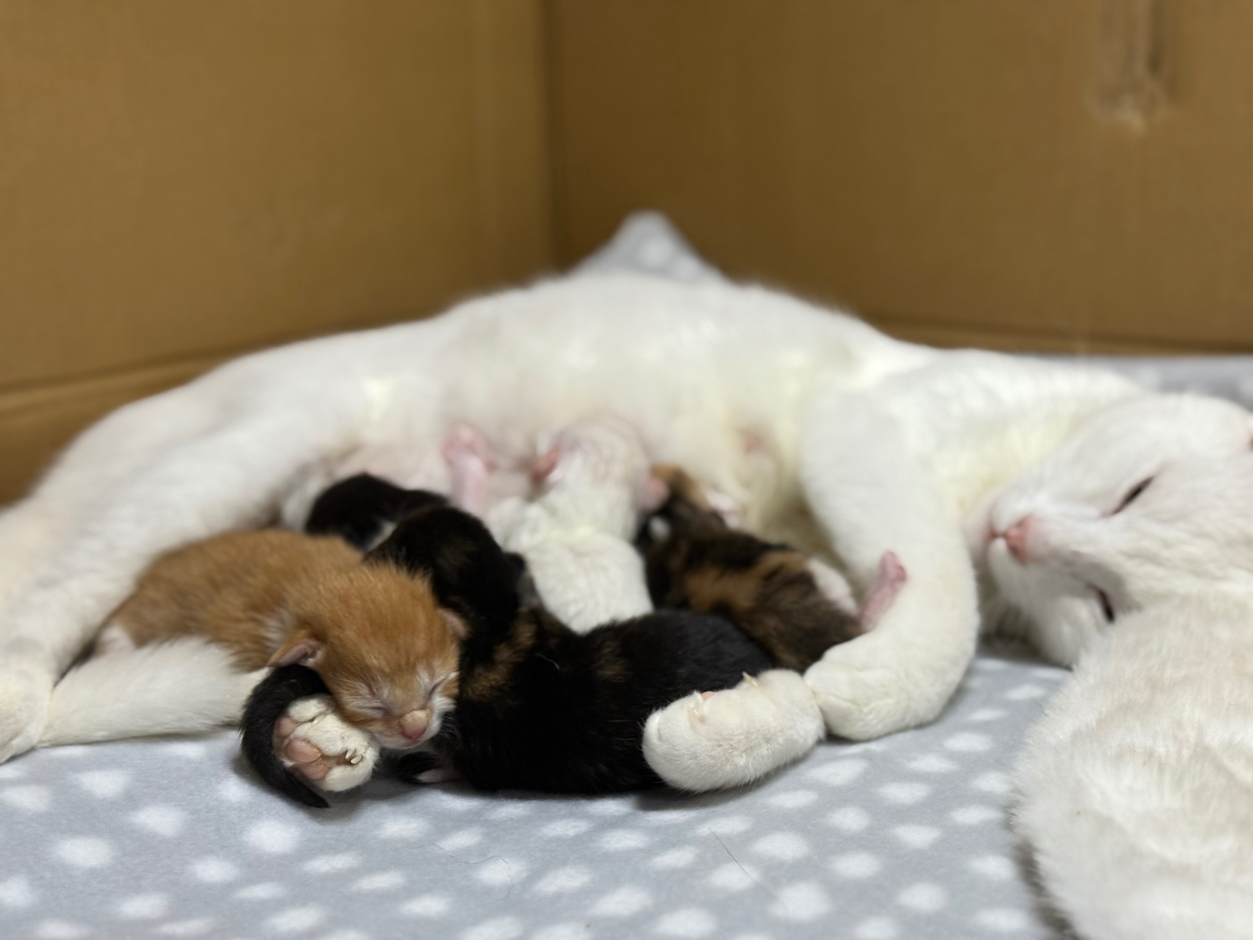 Help Us Save Tiny Lives This Kitten Season! campaign photo, 6 of 7