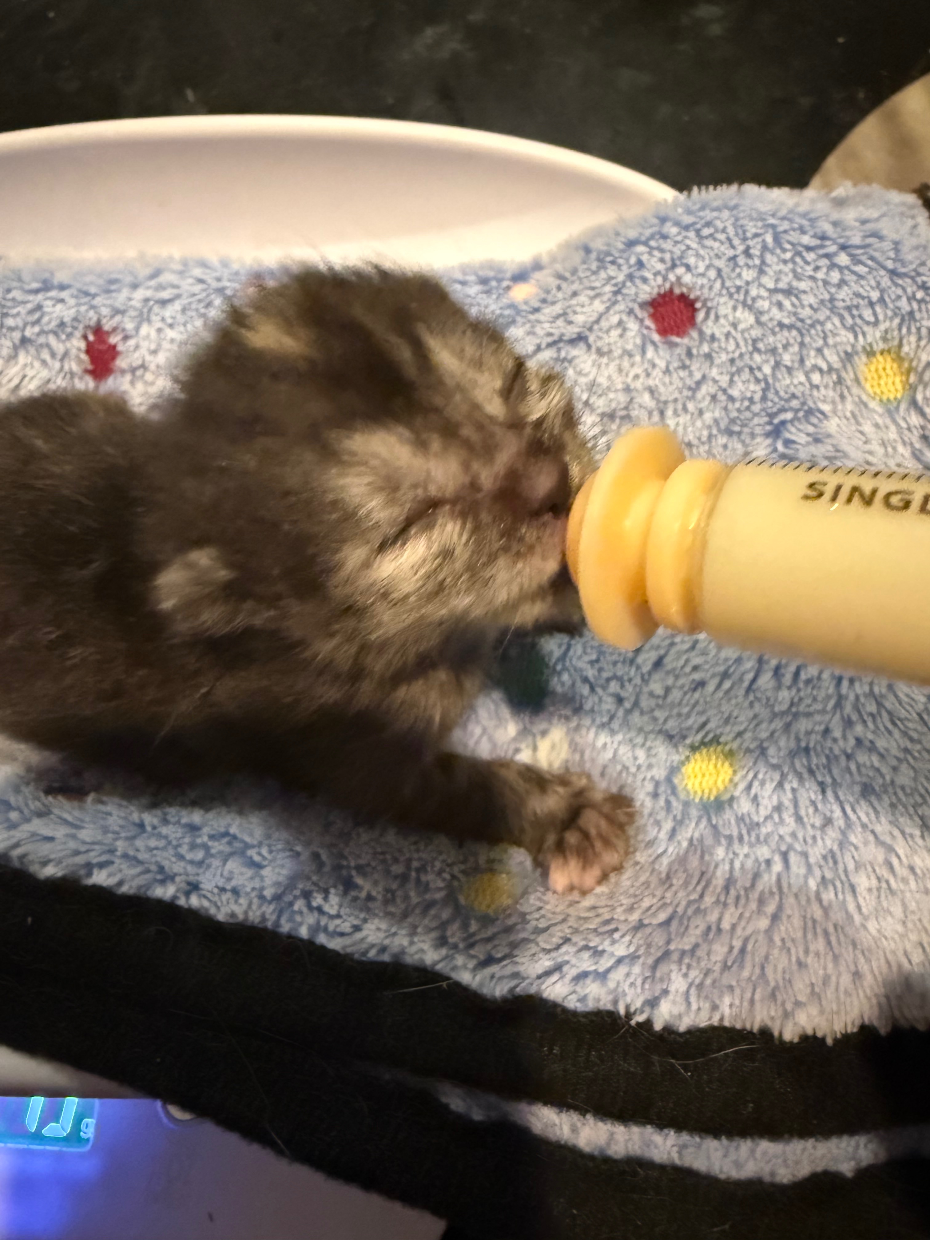 Help Us Save Tiny Lives This Kitten Season! campaign photo, 2 of 7