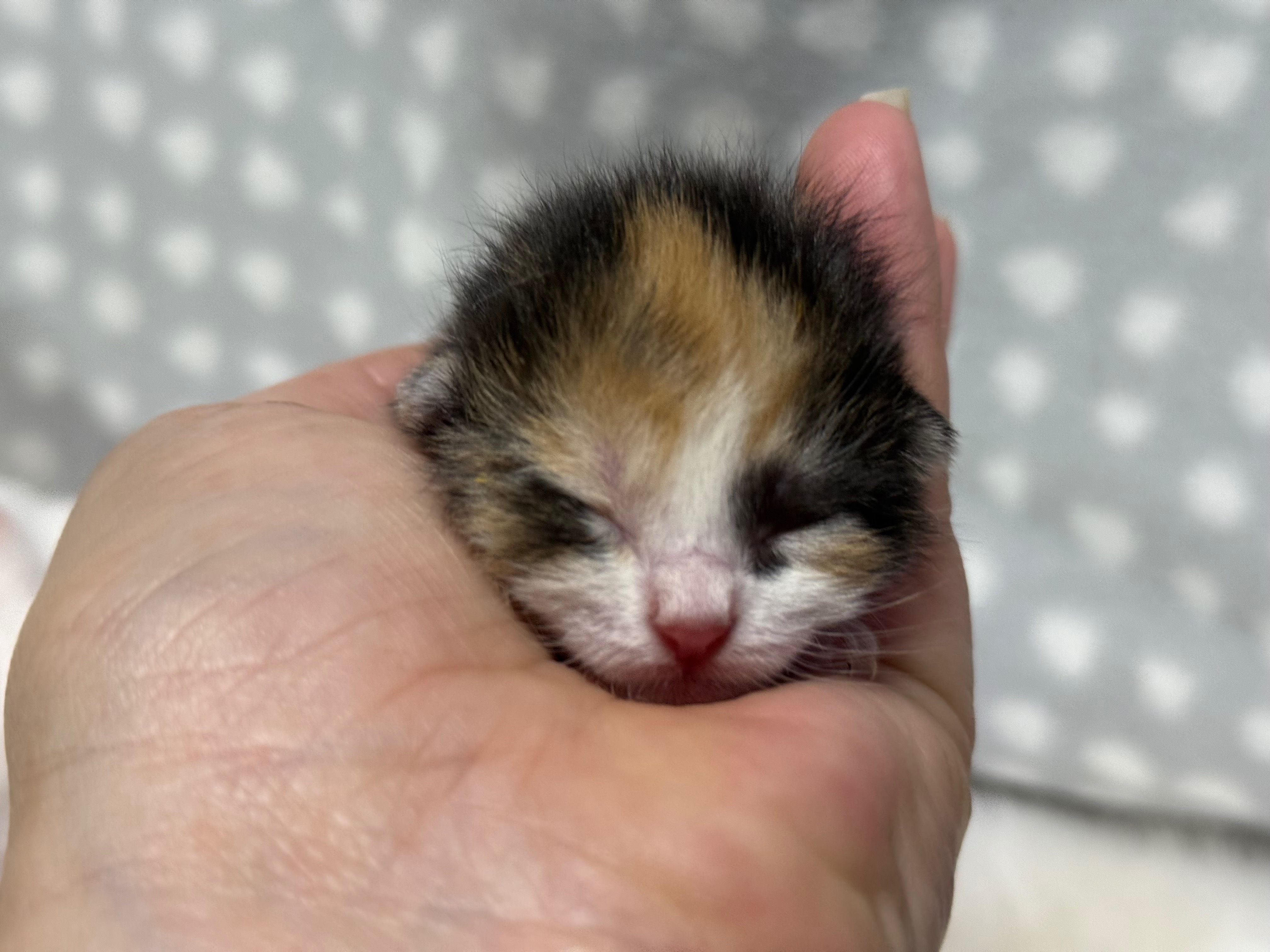 Help Us Save Tiny Lives This Kitten Season! campaign photo, 4 of 7