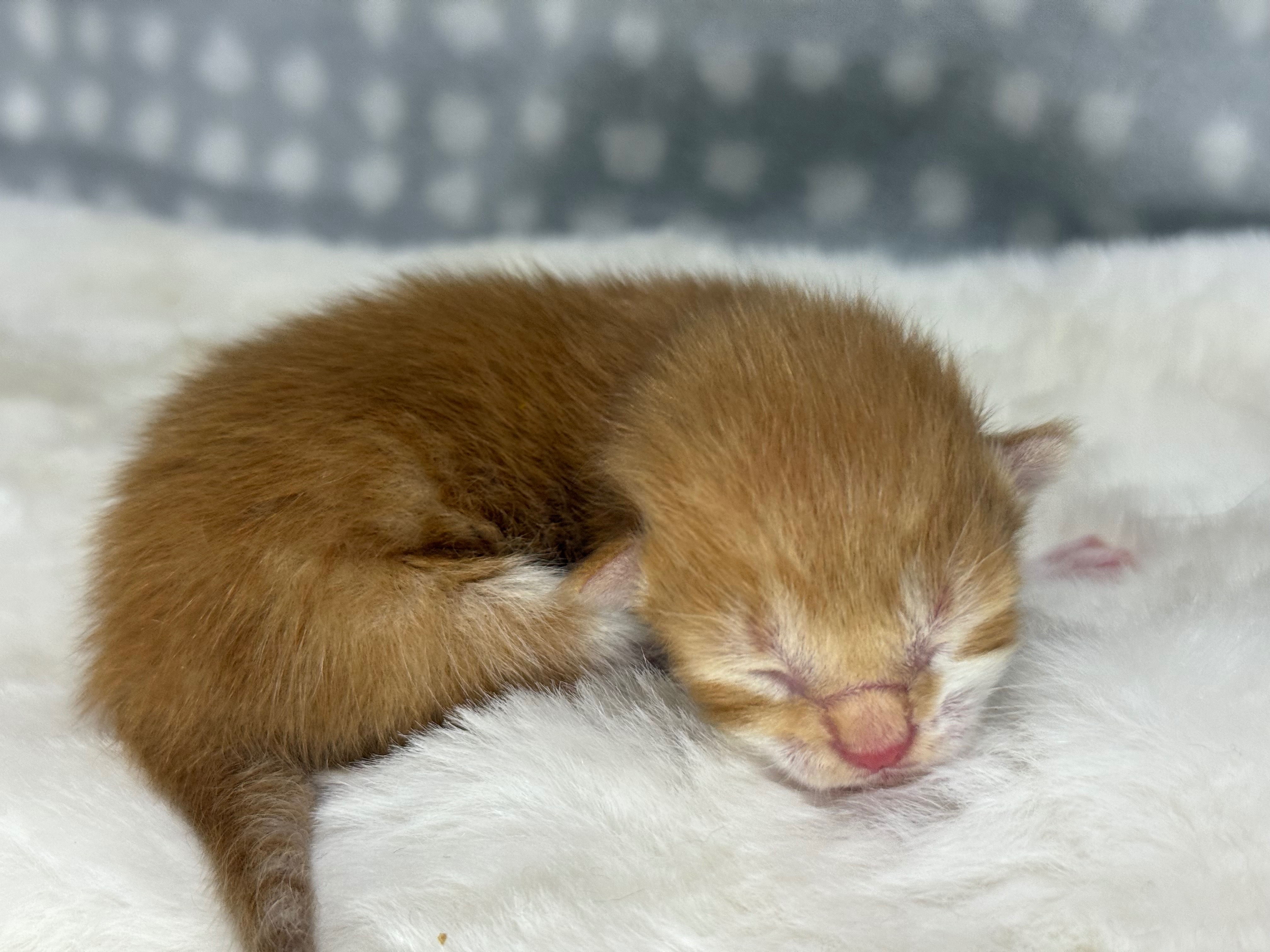 Help Us Save Tiny Lives This Kitten Season! campaign photo, 5 of 7