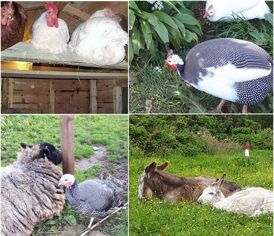 Help Wendy Pay For Repairs to Donkey's Barn Roof campaign photo, 7 of 8
