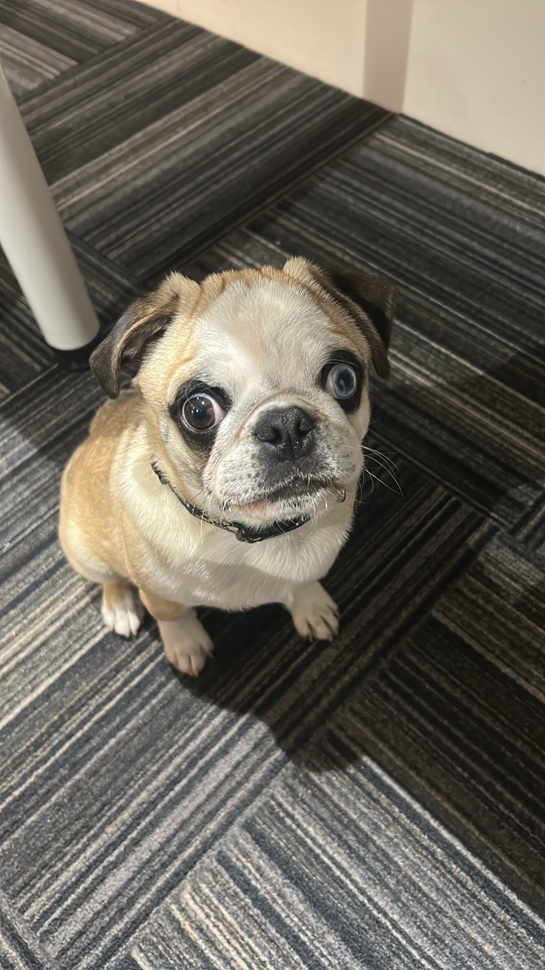 Reeses needs to have spinal surgery campaign photo, 2 of 8