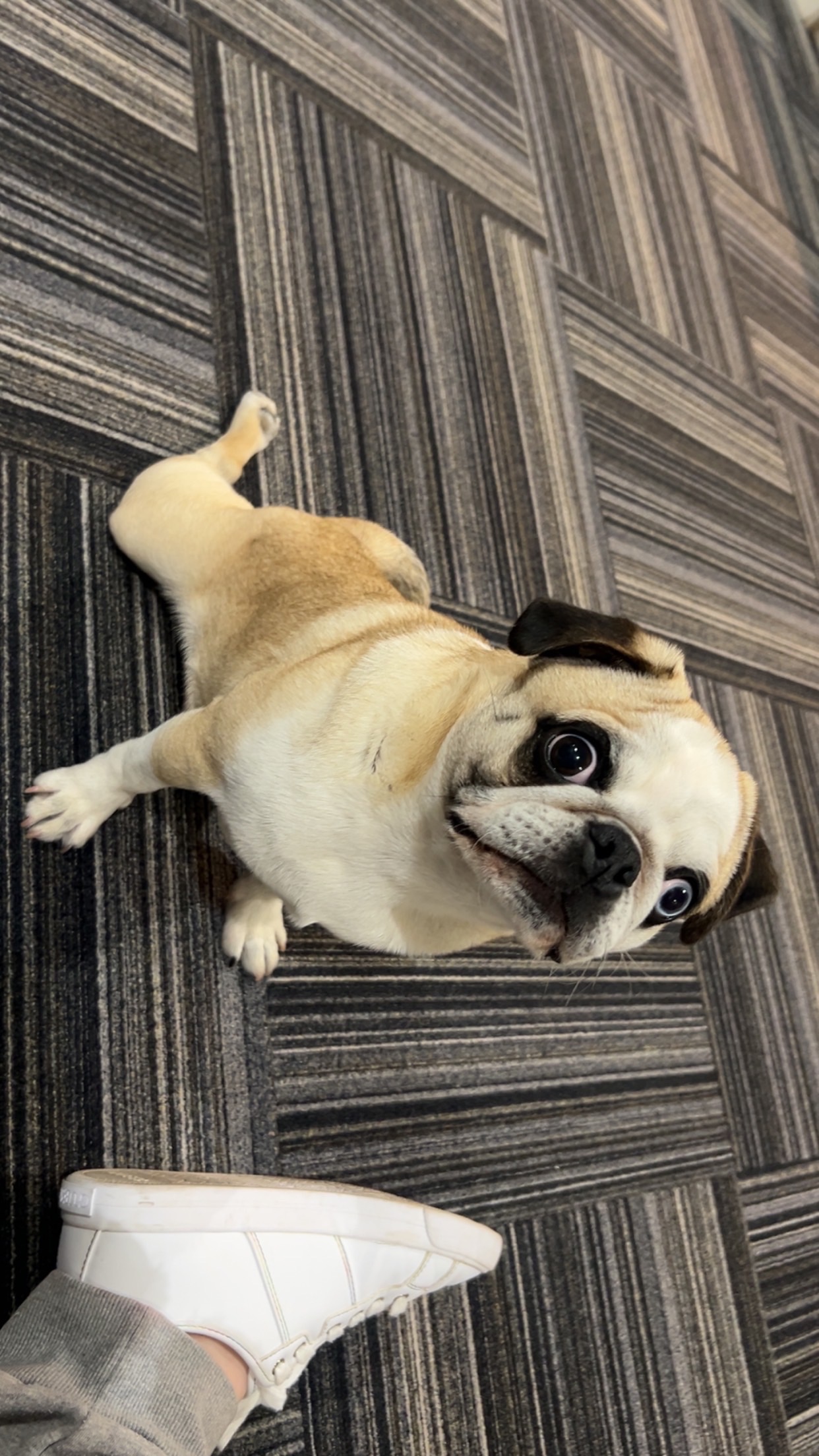Reeses needs to have spinal surgery campaign photo, 6 of 8