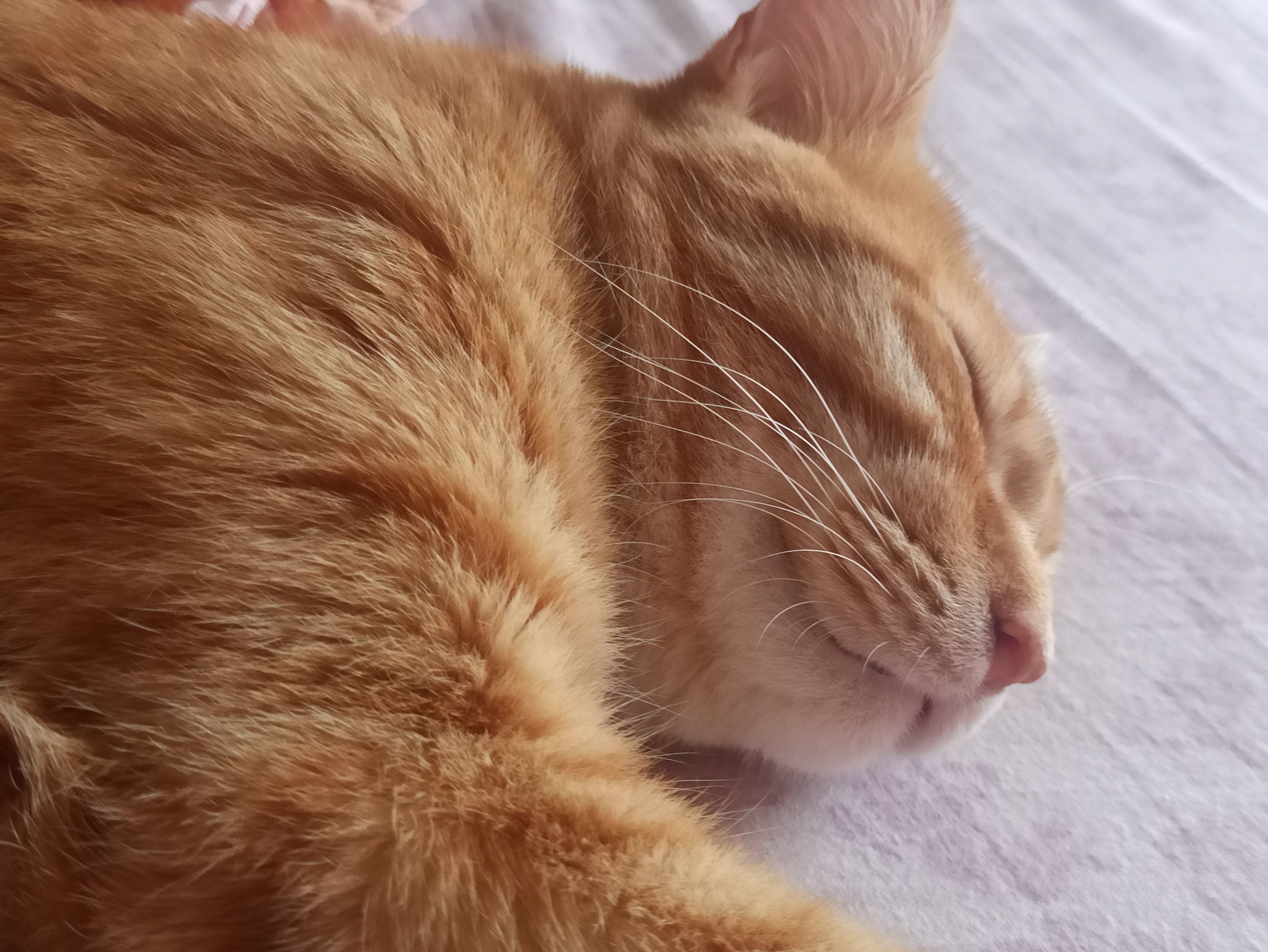 Aiutaci a sostenere le spese veterinarie per Vasco campaign photo, 2 of 5