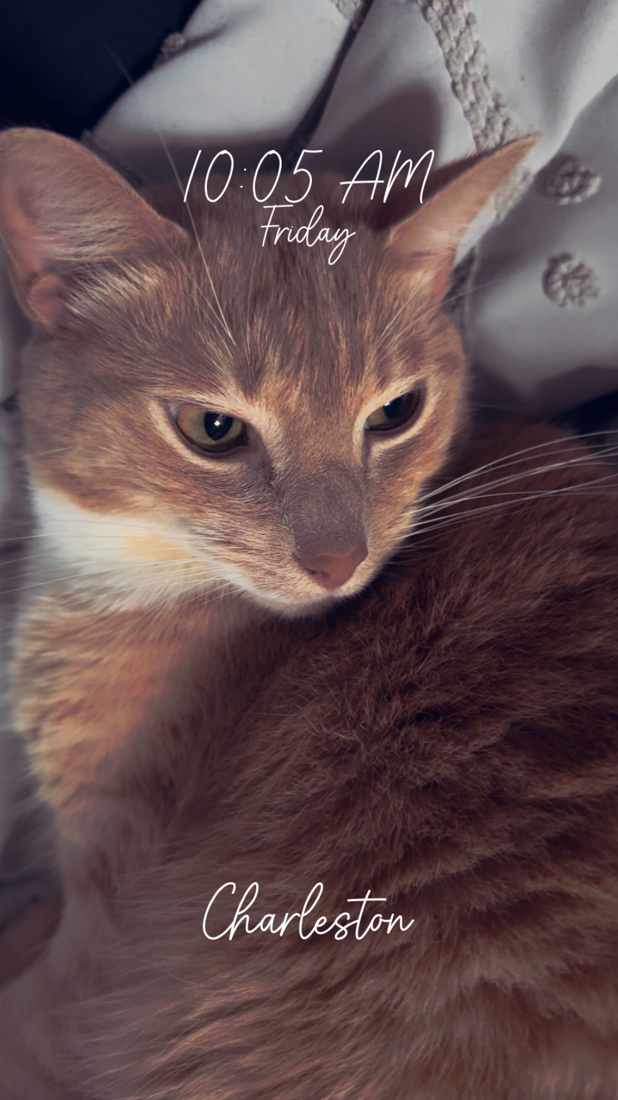 Help get us get our kitties to the UK campaign photo, 2 of 4