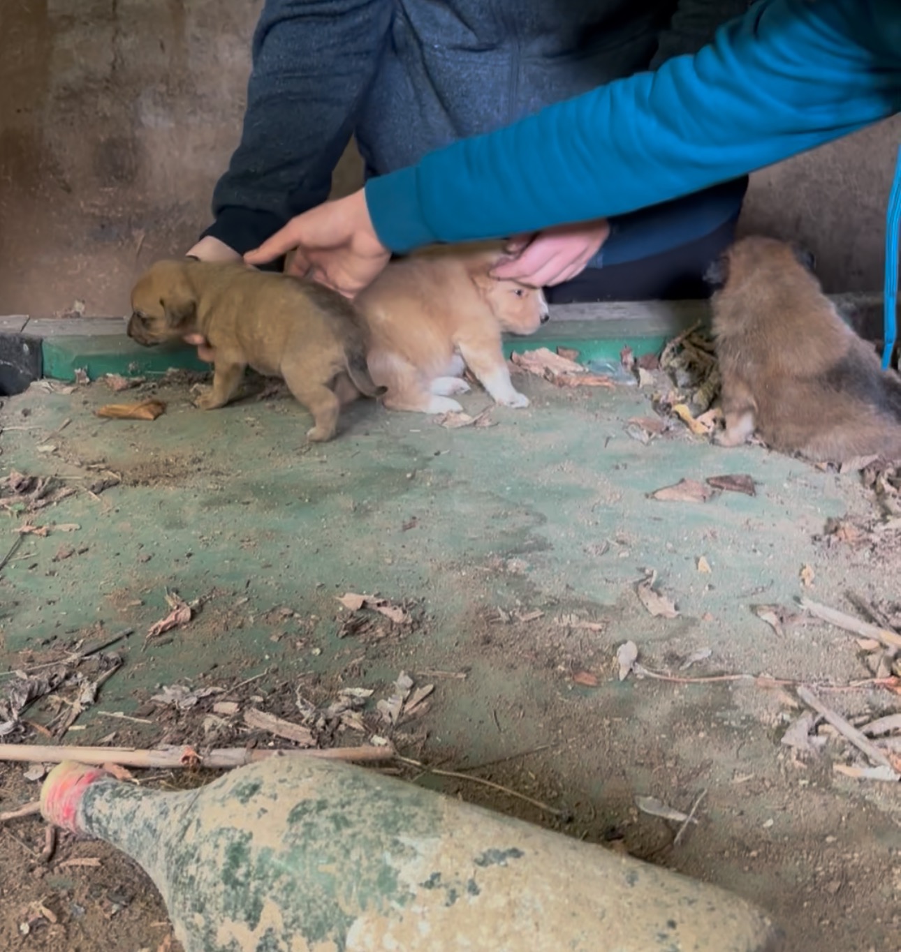 9 stray 2-3 week old puppies in Bulgaria campaign photo, 7 of 8