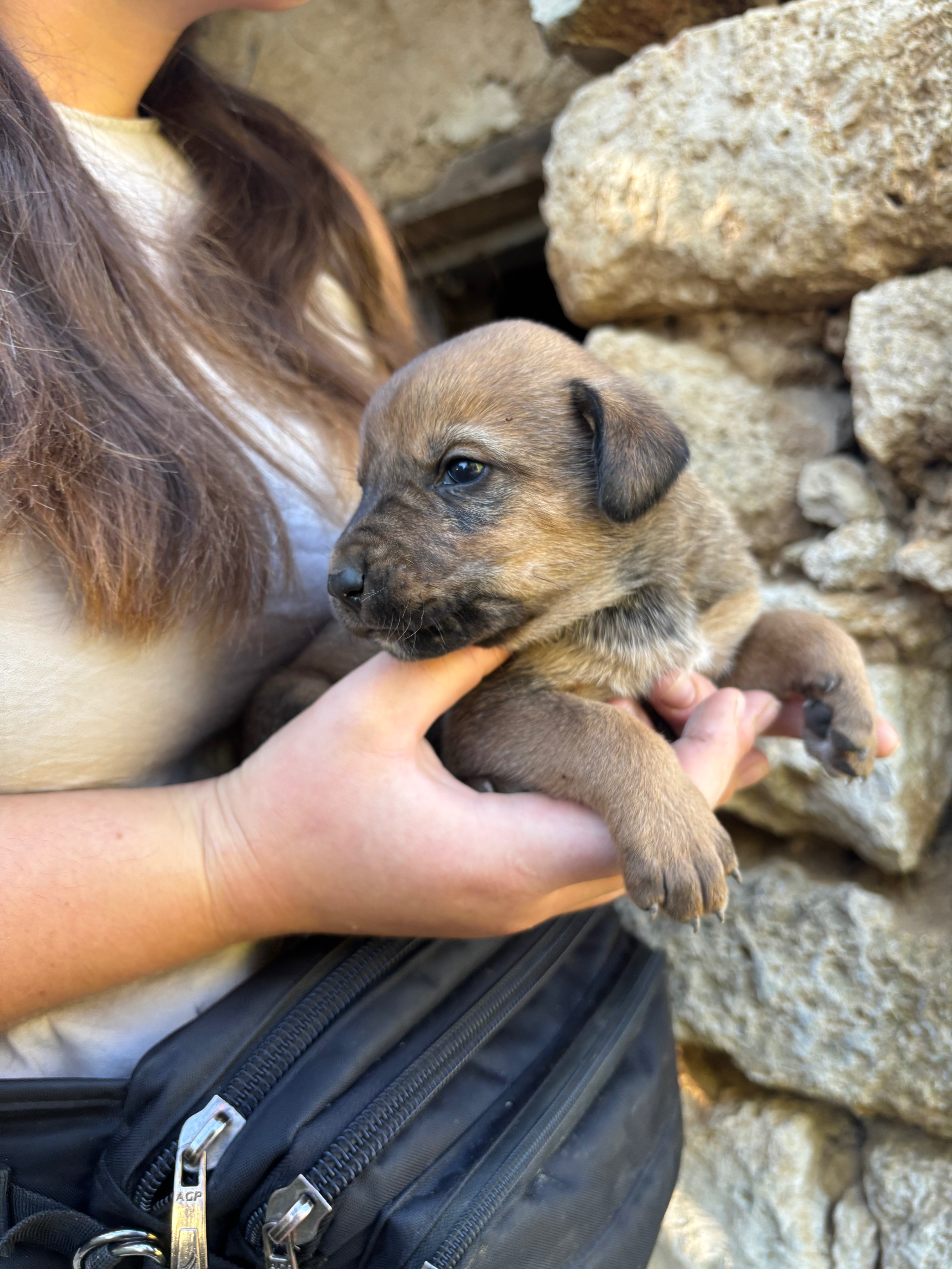 9 stray 2-3 week old puppies in Bulgaria campaign photo, 2 of 8