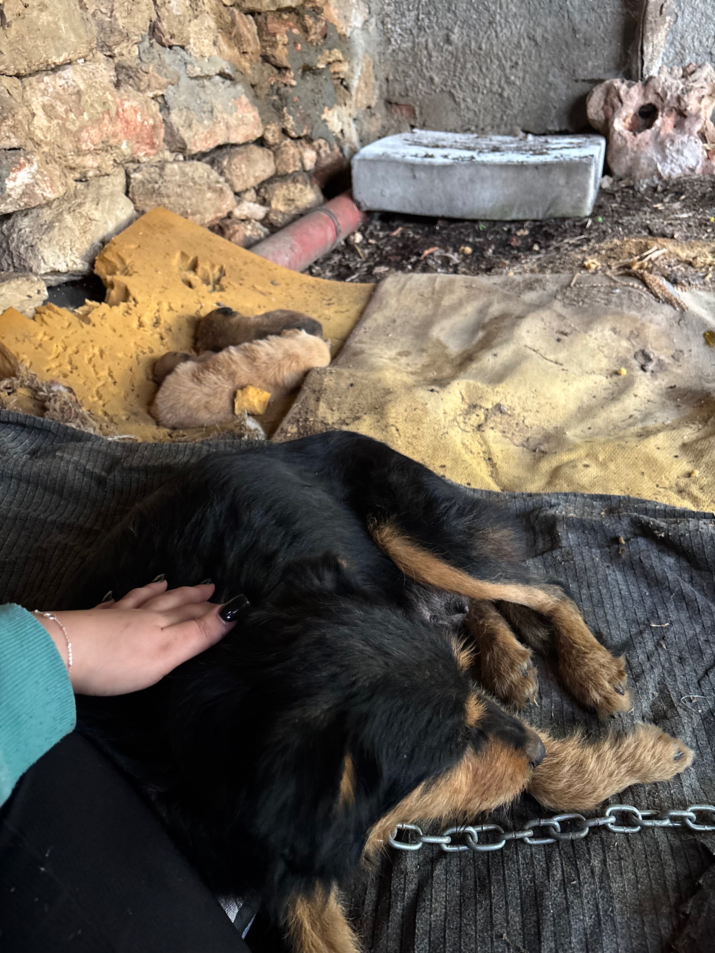 9 stray 2-3 week old puppies in Bulgaria campaign photo, 4 of 8