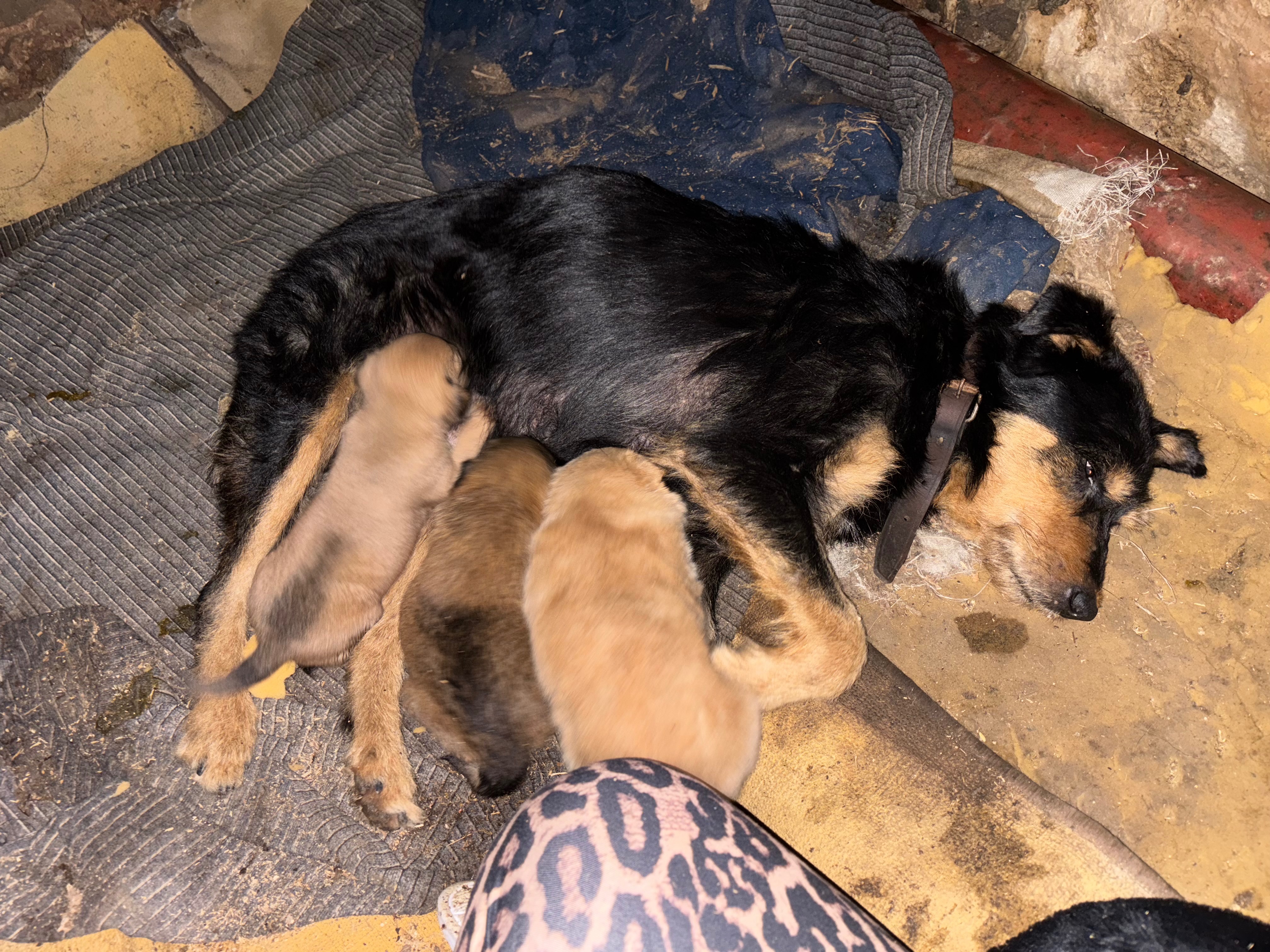 9 stray 2-3 week old puppies in Bulgaria campaign photo, 5 of 8