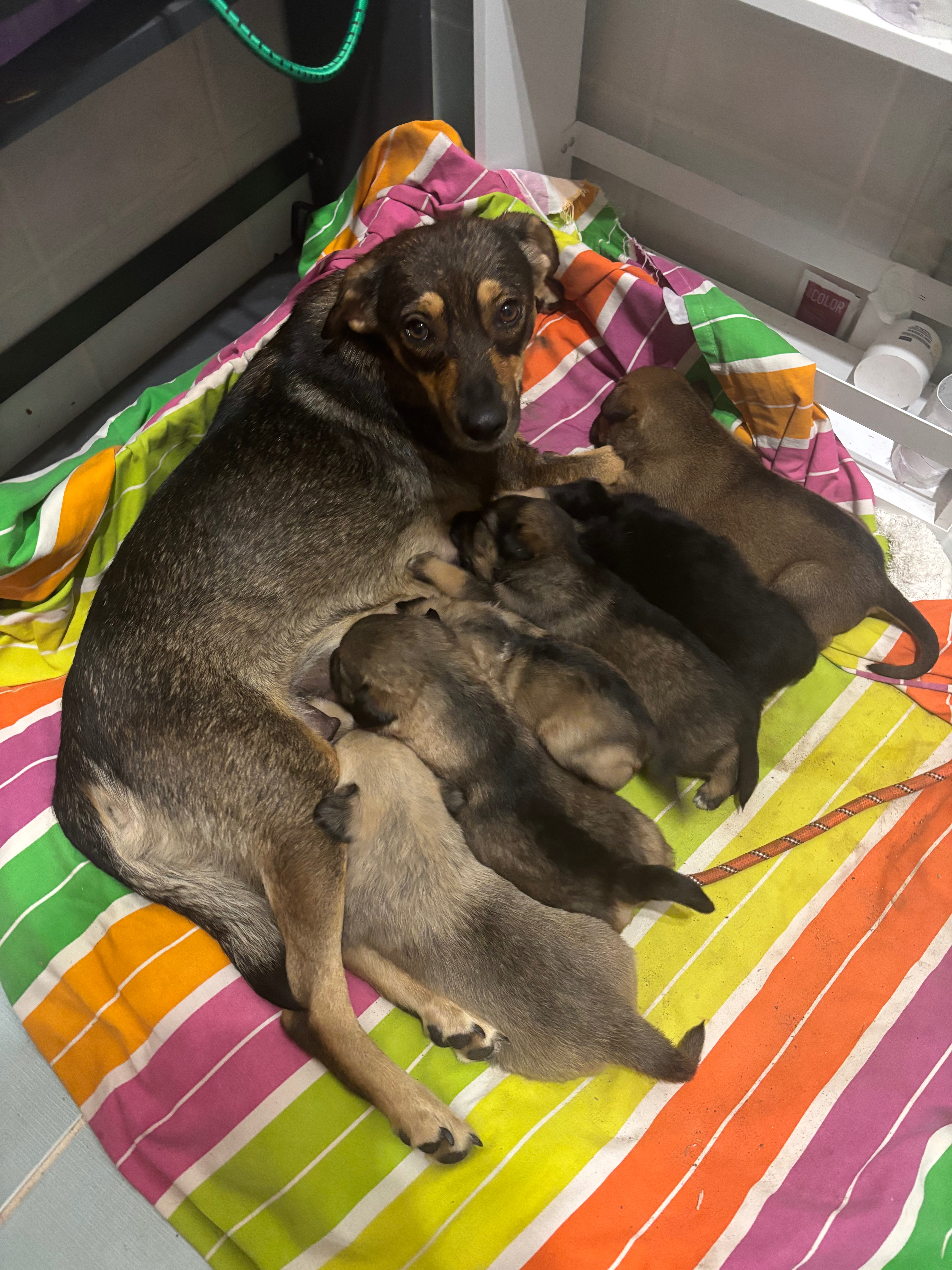 9 stray 2-3 week old puppies in Bulgaria campaign photo, 6 of 8