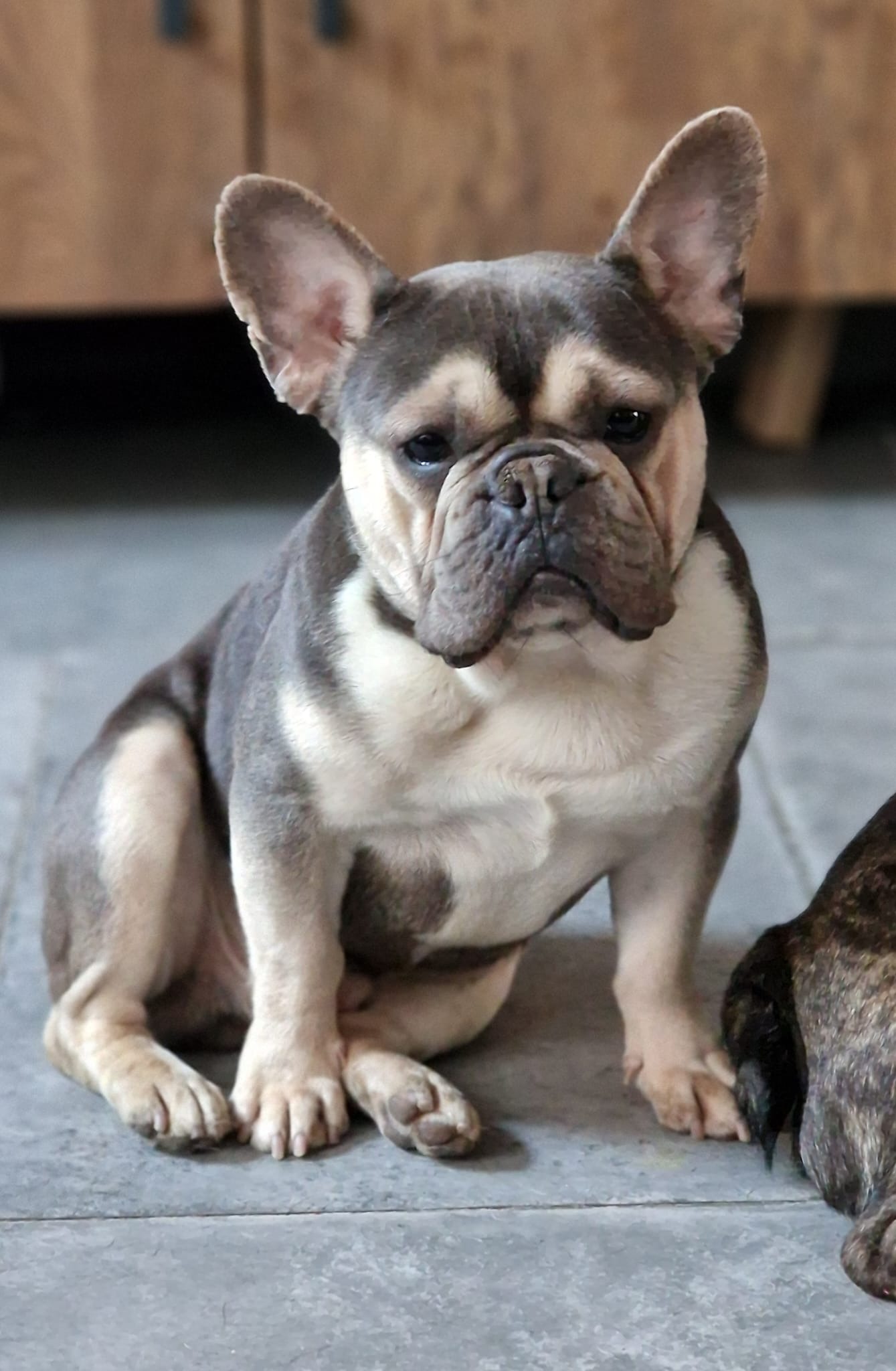 Help onze Franse Bulldog weer pijnvrij lopen. campaign photo, 5 of 6