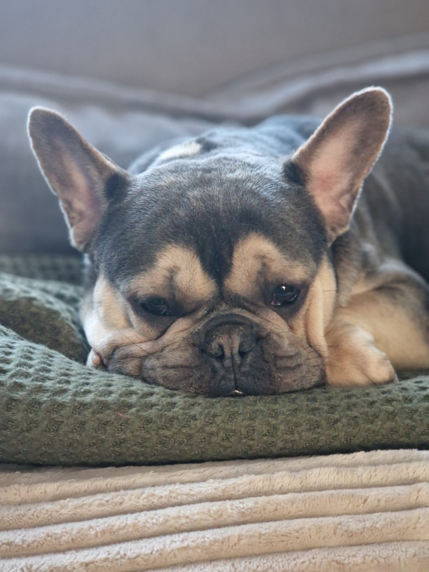 Help onze Franse Bulldog weer pijnvrij lopen. campaign photo, 2 of 6