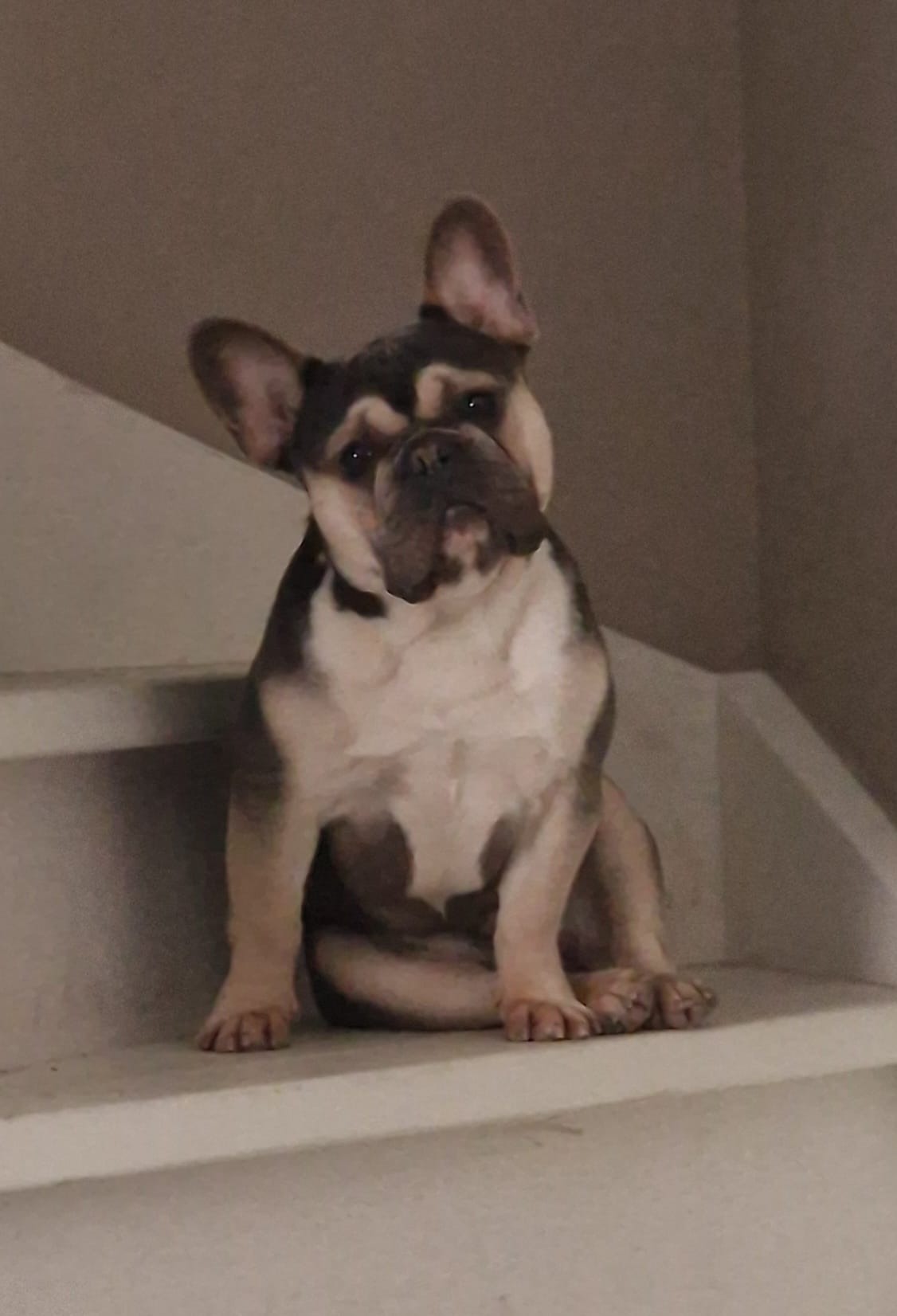 Help onze Franse Bulldog weer pijnvrij lopen. campaign photo, 4 of 6