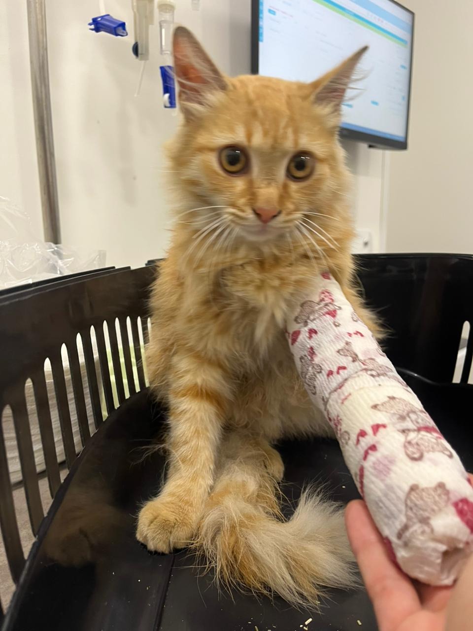 Urgent Surgery Needed for Abused Kitten Gigi campaign photo, 2 of 8