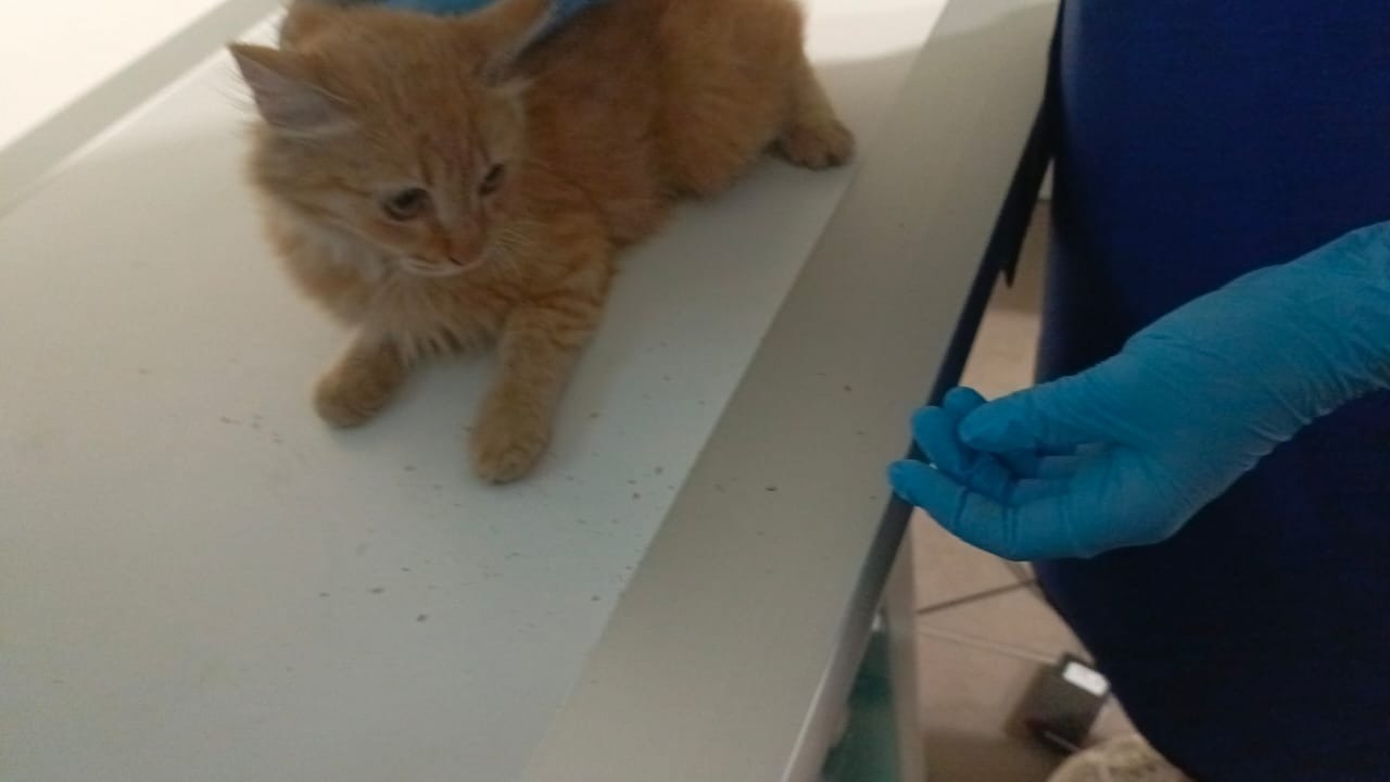 Urgent Surgery Needed for Abused Kitten Gigi campaign photo, 7 of 8