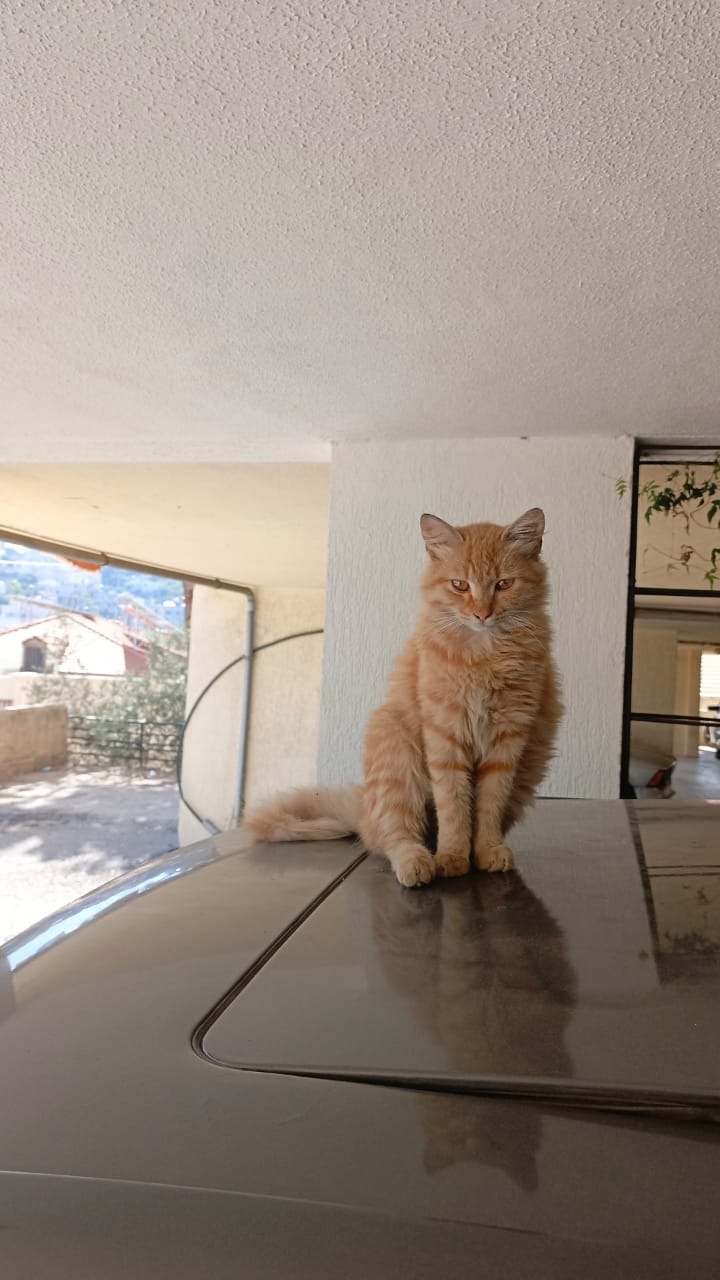 Urgent Surgery Needed for Abused Kitten Gigi campaign photo, 4 of 8