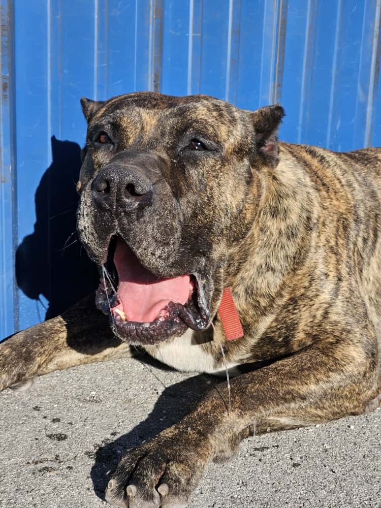 Help Chulo Walk Again: Support His Surgery campaign photo, 2 of 8