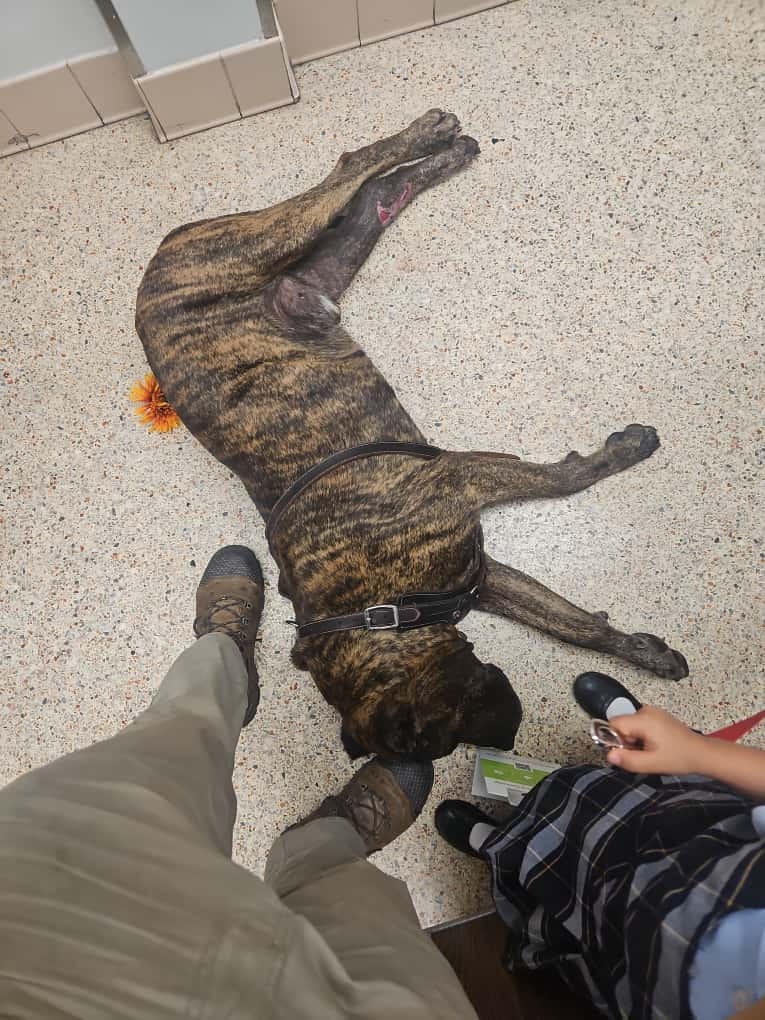 Help Chulo Walk Again: Support His Surgery campaign photo, 5 of 8