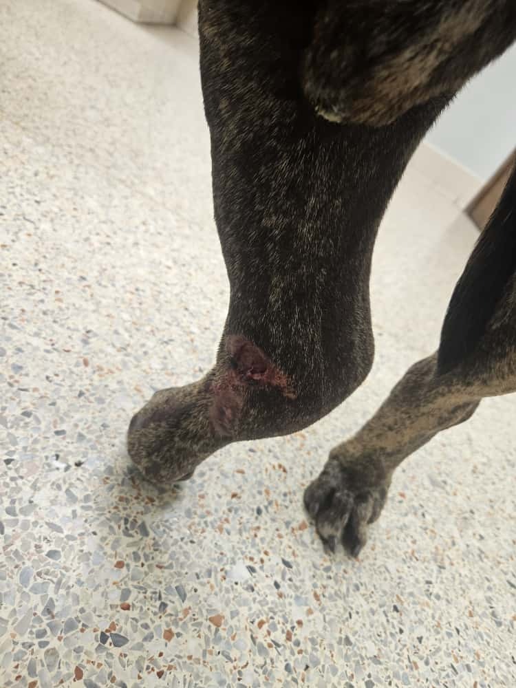 Help Chulo Walk Again: Support His Surgery campaign photo, 4 of 8