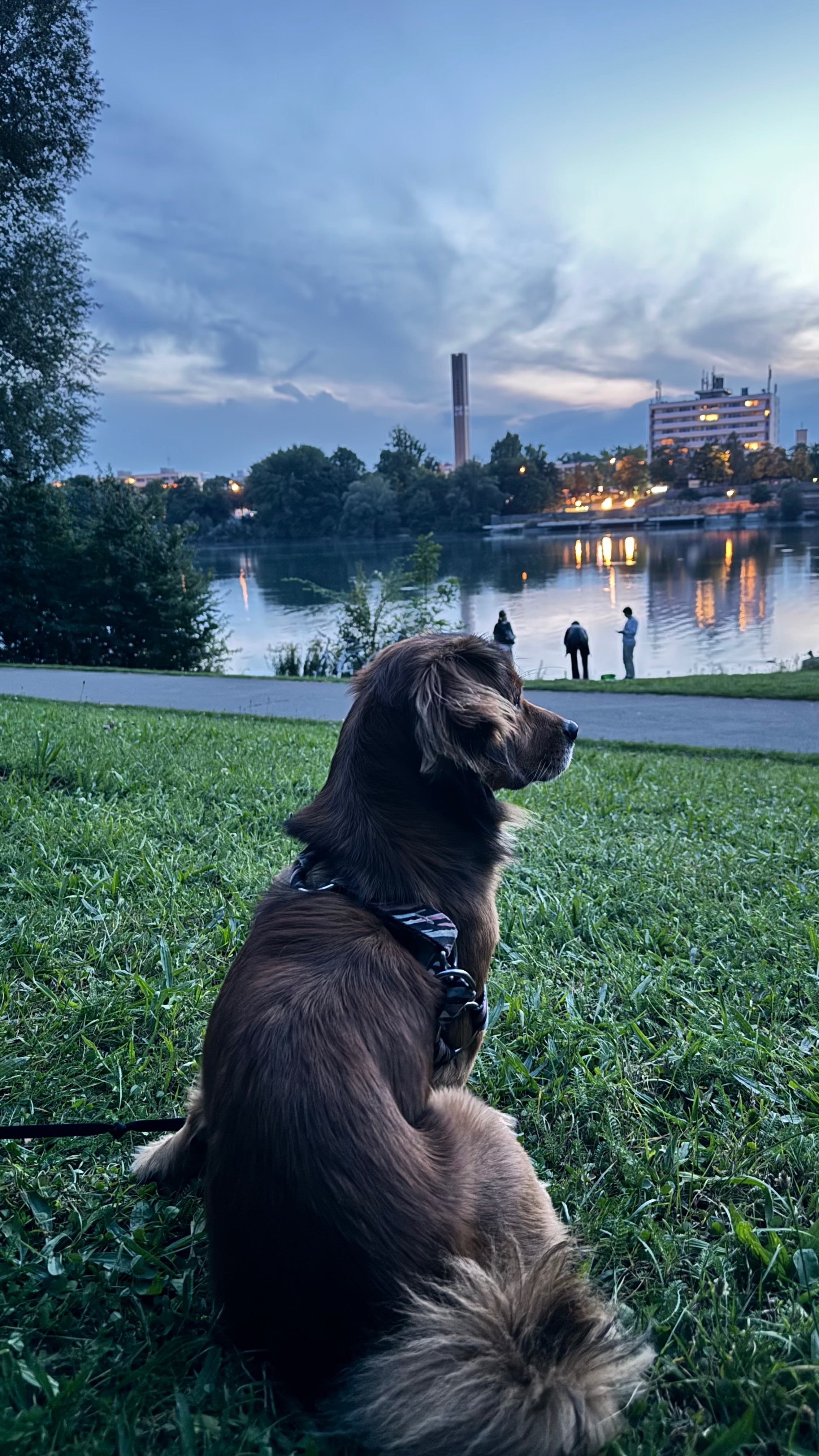 Help My Dog Tina Recover from Emergency Surgery campaign photo, 7 of 8