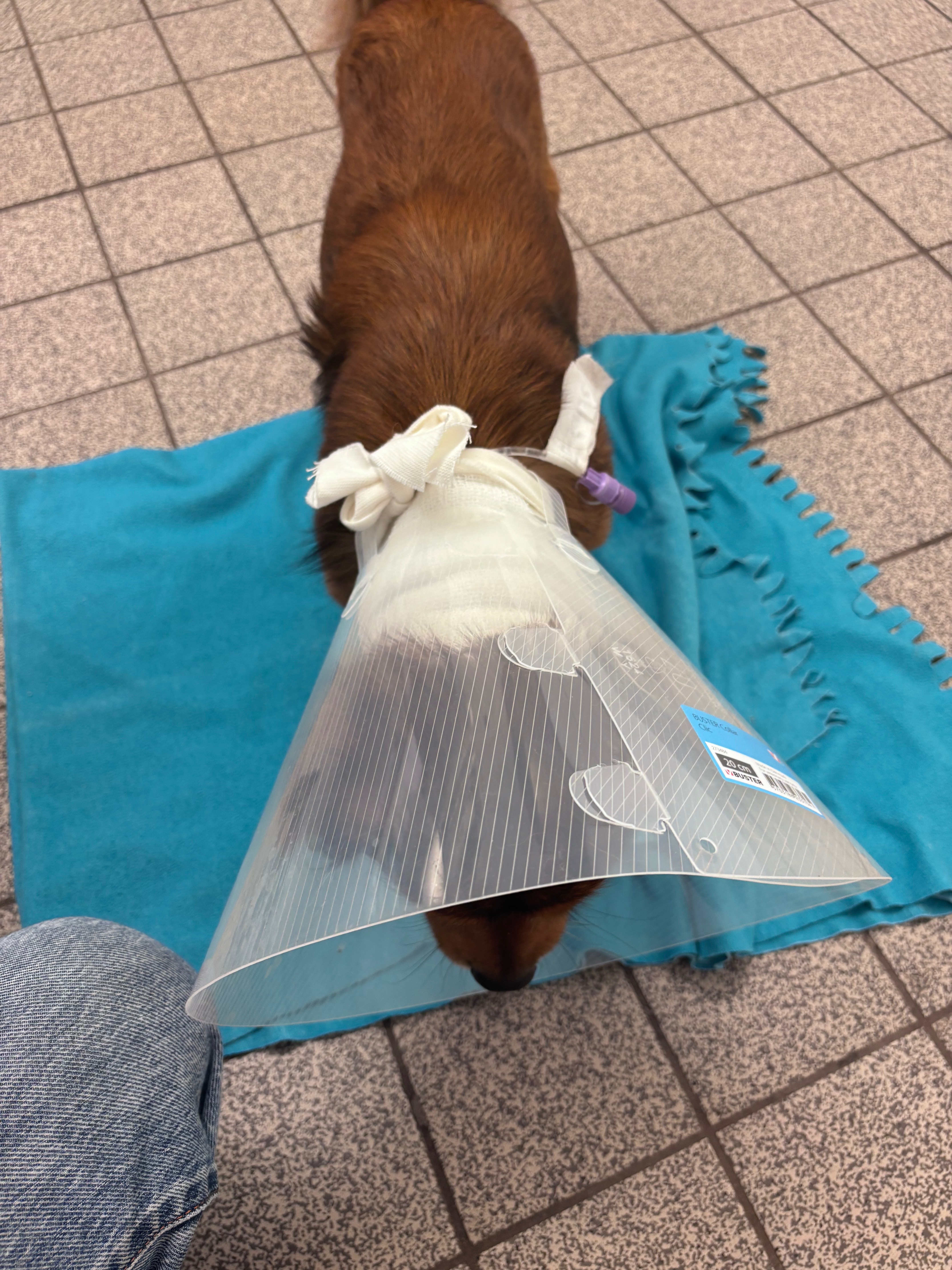 Help My Dog Tina Recover from Emergency Surgery campaign photo, 2 of 8
