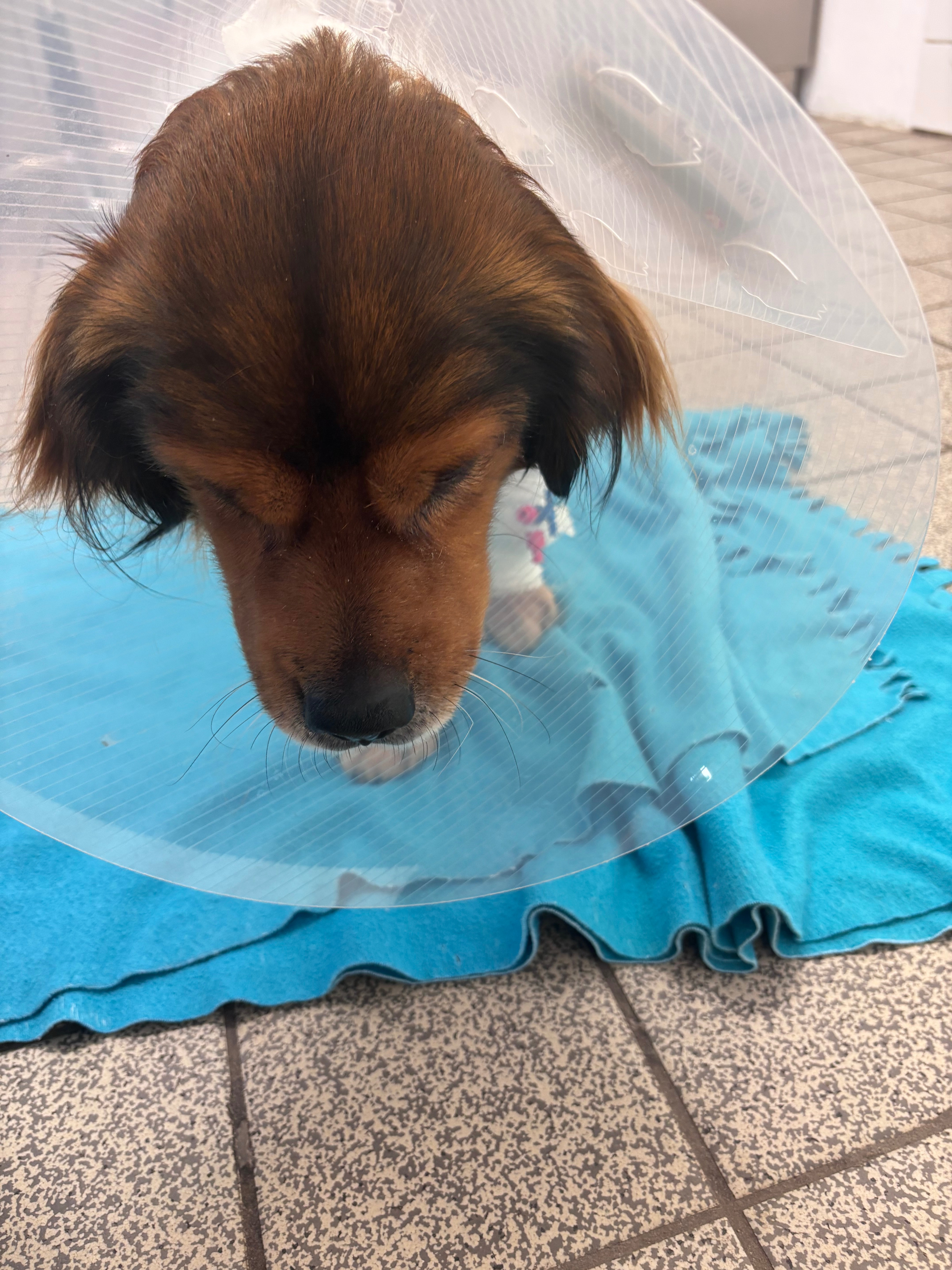 Help My Dog Tina Recover from Emergency Surgery campaign photo, 4 of 8