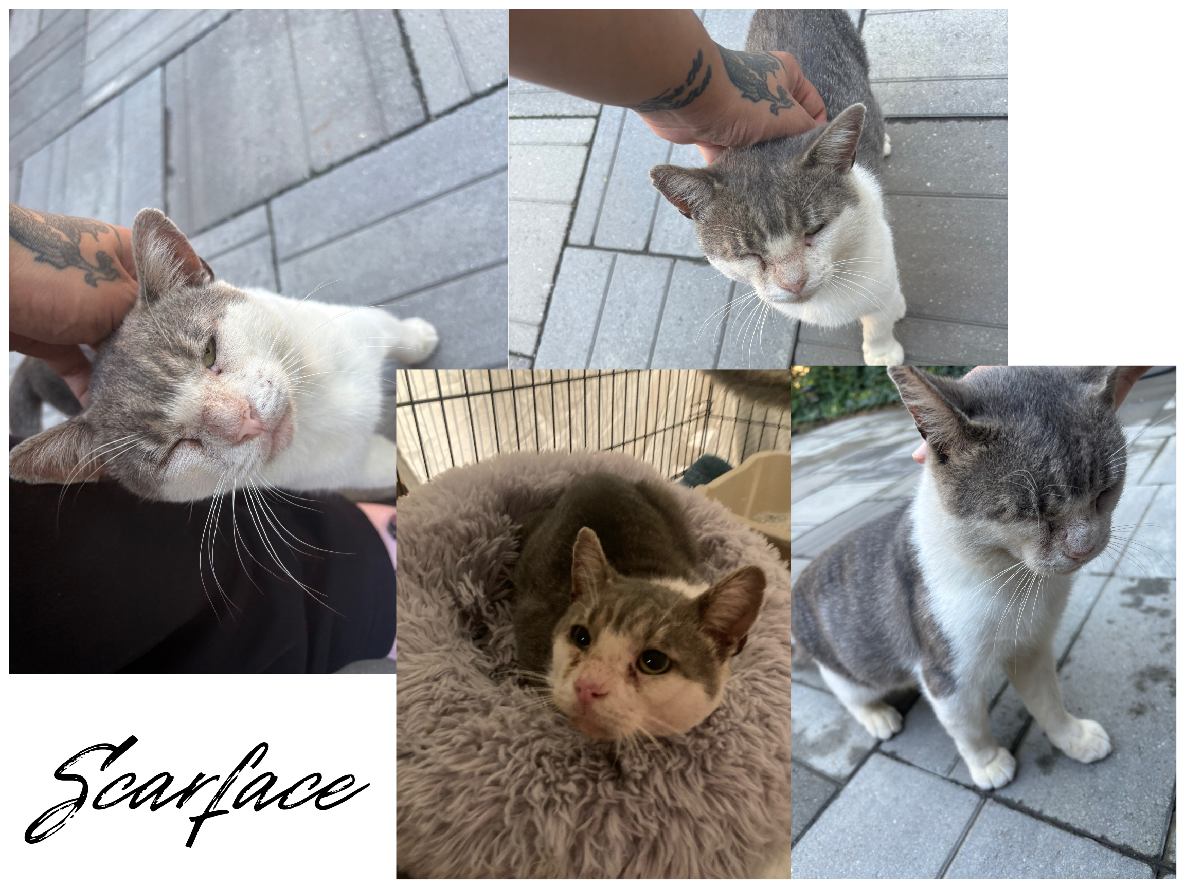 Help Golden Door Save Stray Cats campaign photo, 2 of 4