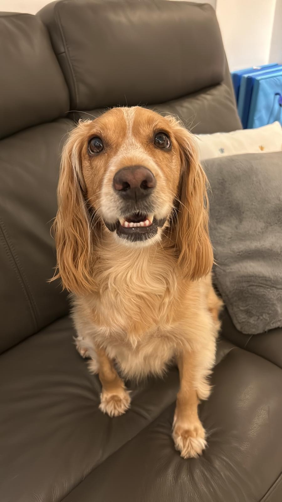 Fundraiser by Dawn Watson : Help Archie our Cocker Spaniel fight for ...
