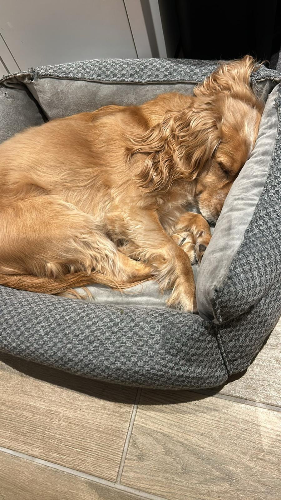 Help Archie our Cocker Spaniel fight for his life campaign photo, 4 of 8