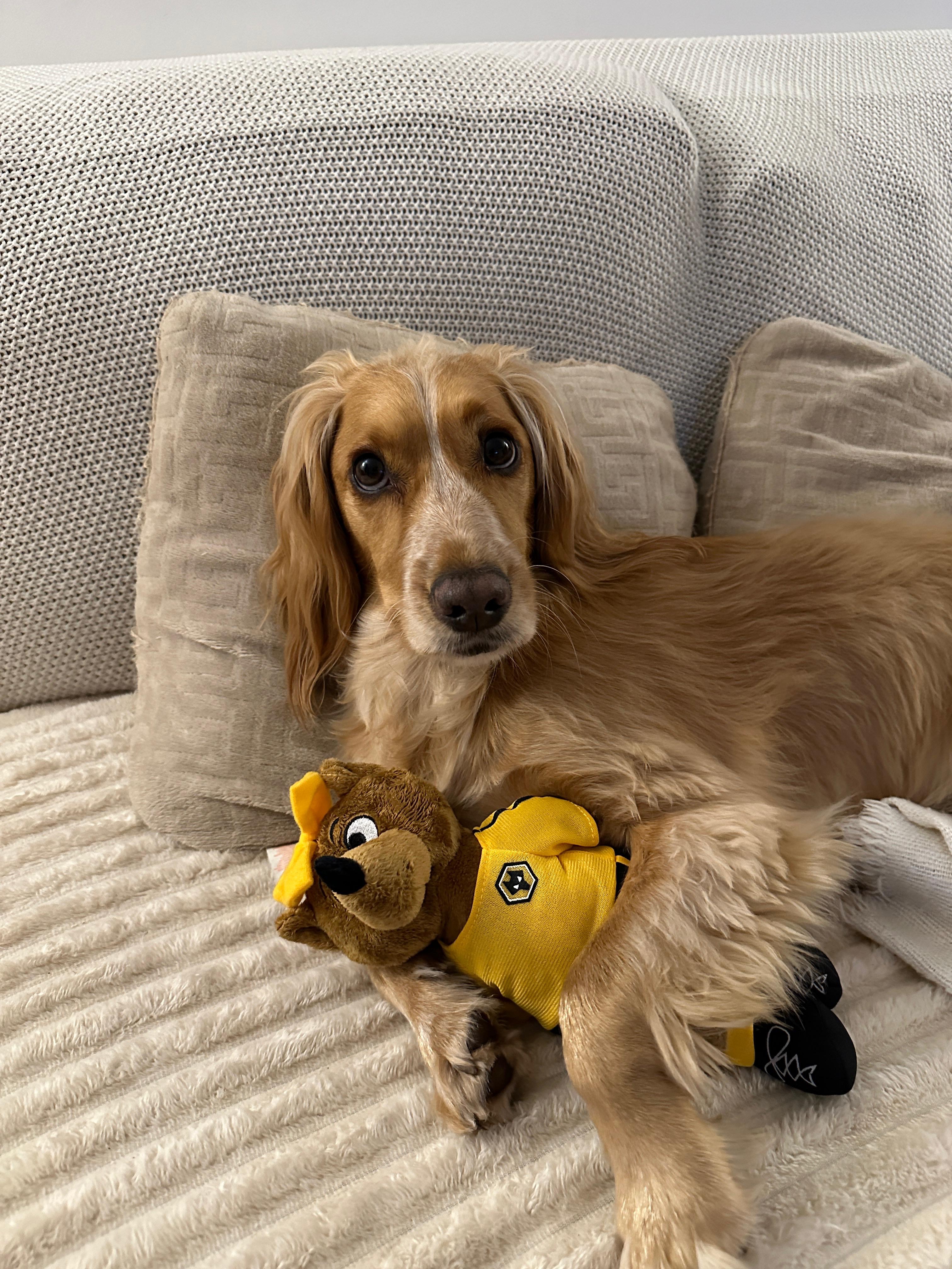 Fundraiser by Dawn Watson : Help Archie our Cocker Spaniel fight for ...