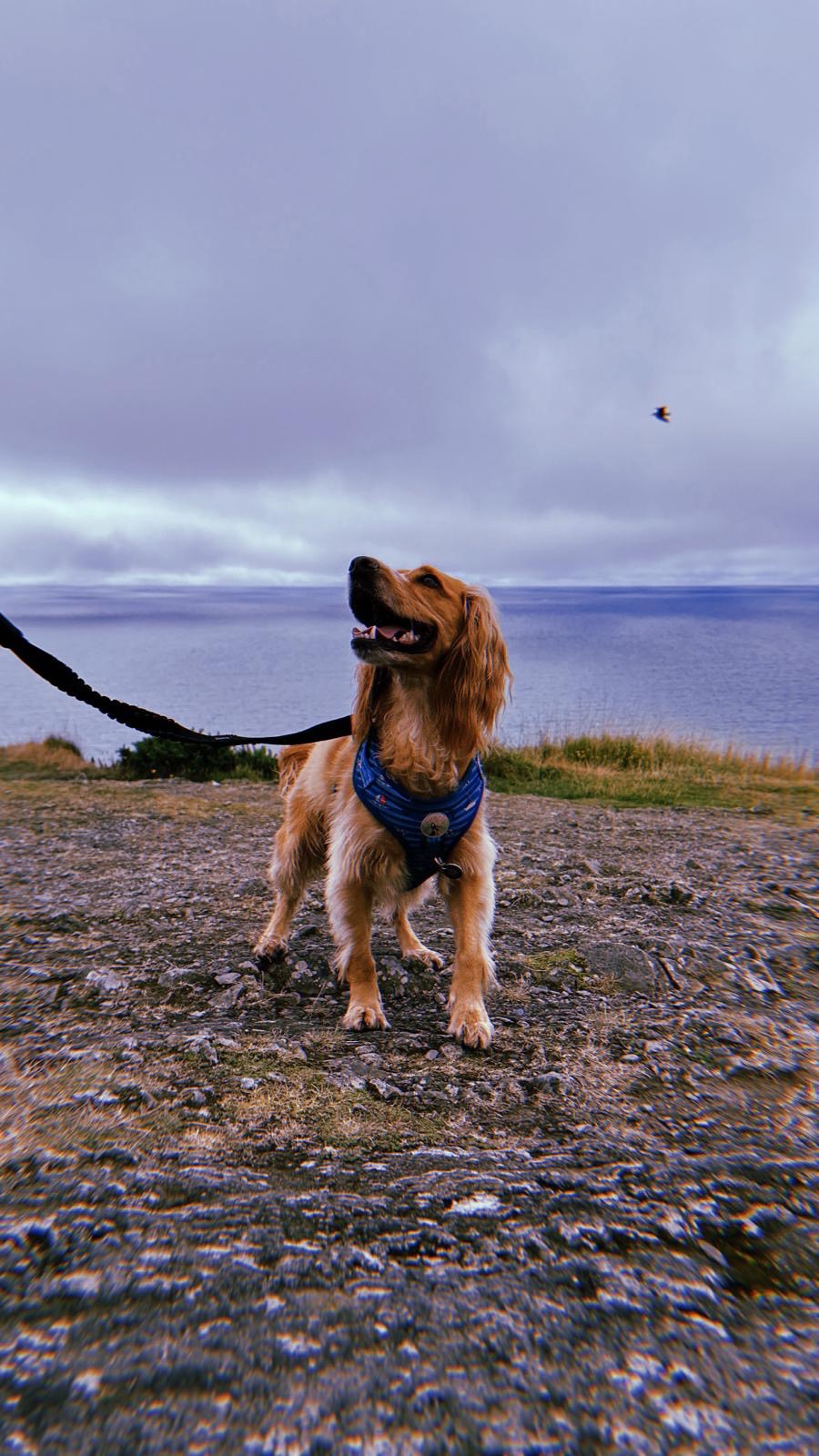 Help Archie our Cocker Spaniel fight for his life campaign photo, 6 of 8