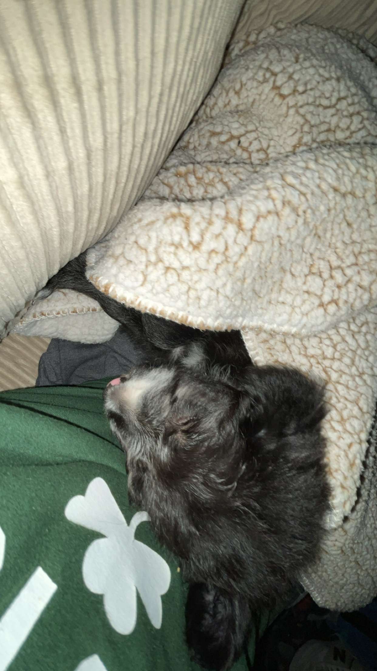 Our pup, Ranger campaign photo, 2 of 7