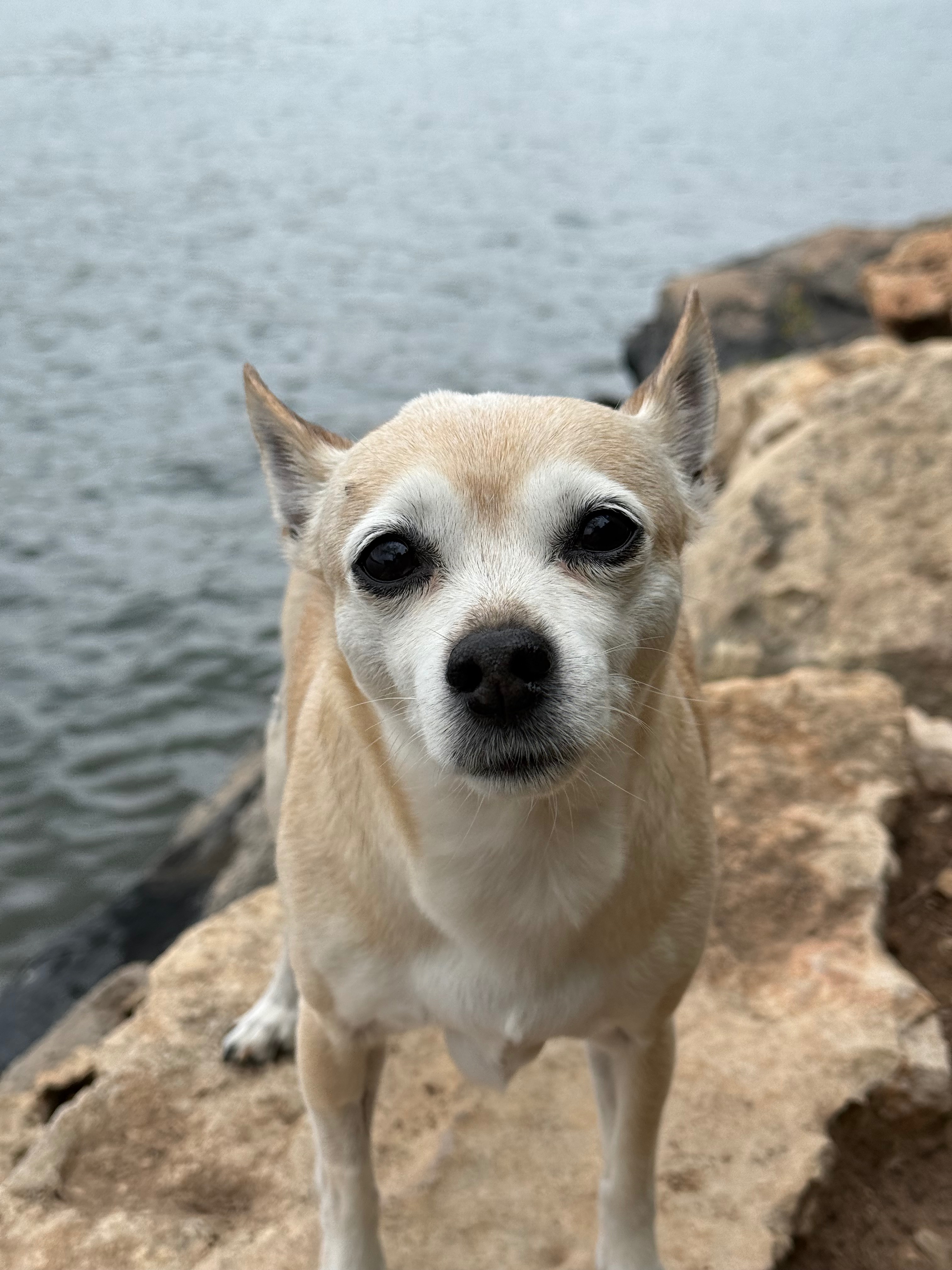 Help Abby Get Her Life-Saving Surgery ❤️ campaign photo, 7 of 8