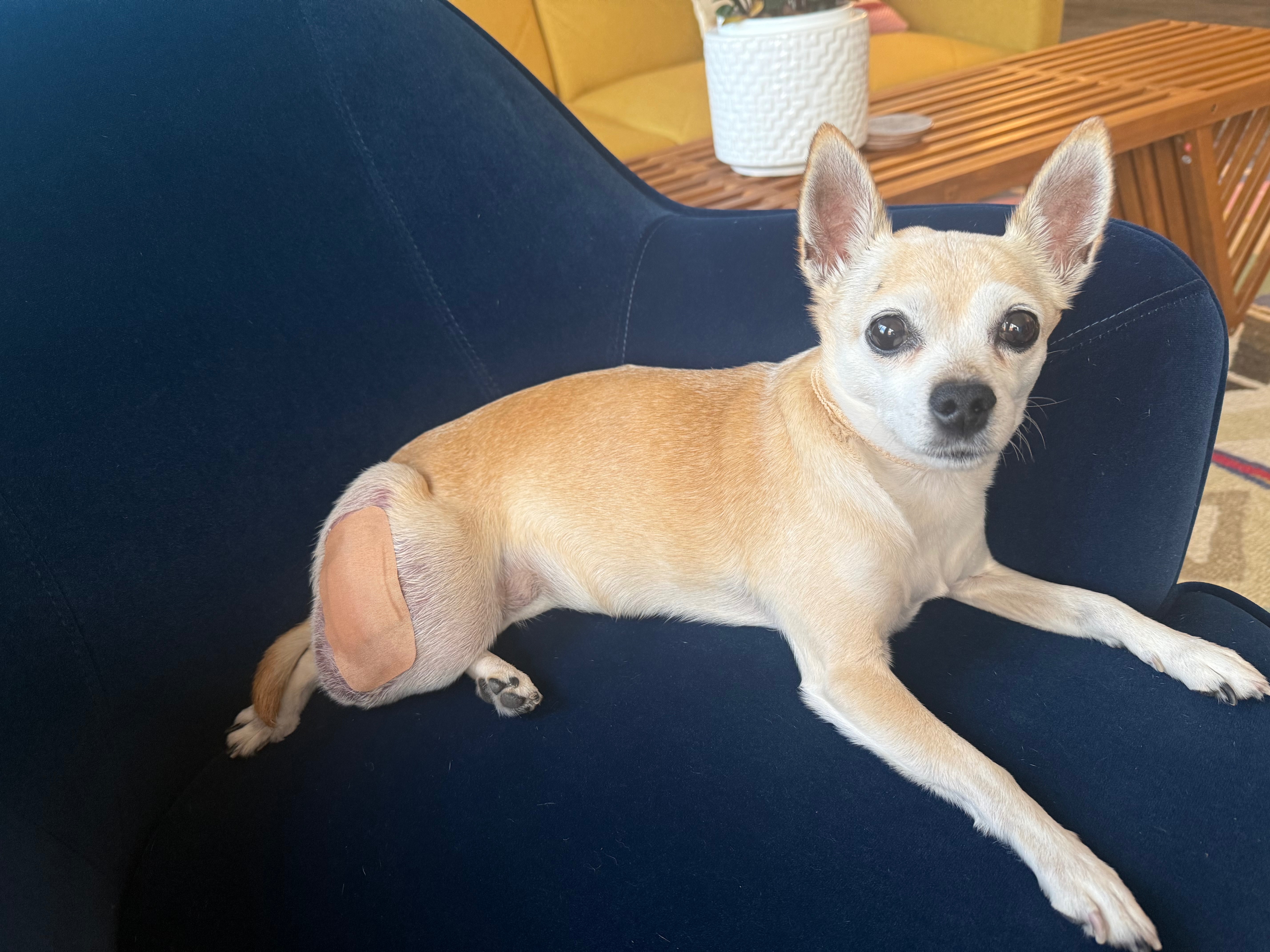 Help Abby Get Her Life-Saving Surgery ❤️ campaign photo, 2 of 8