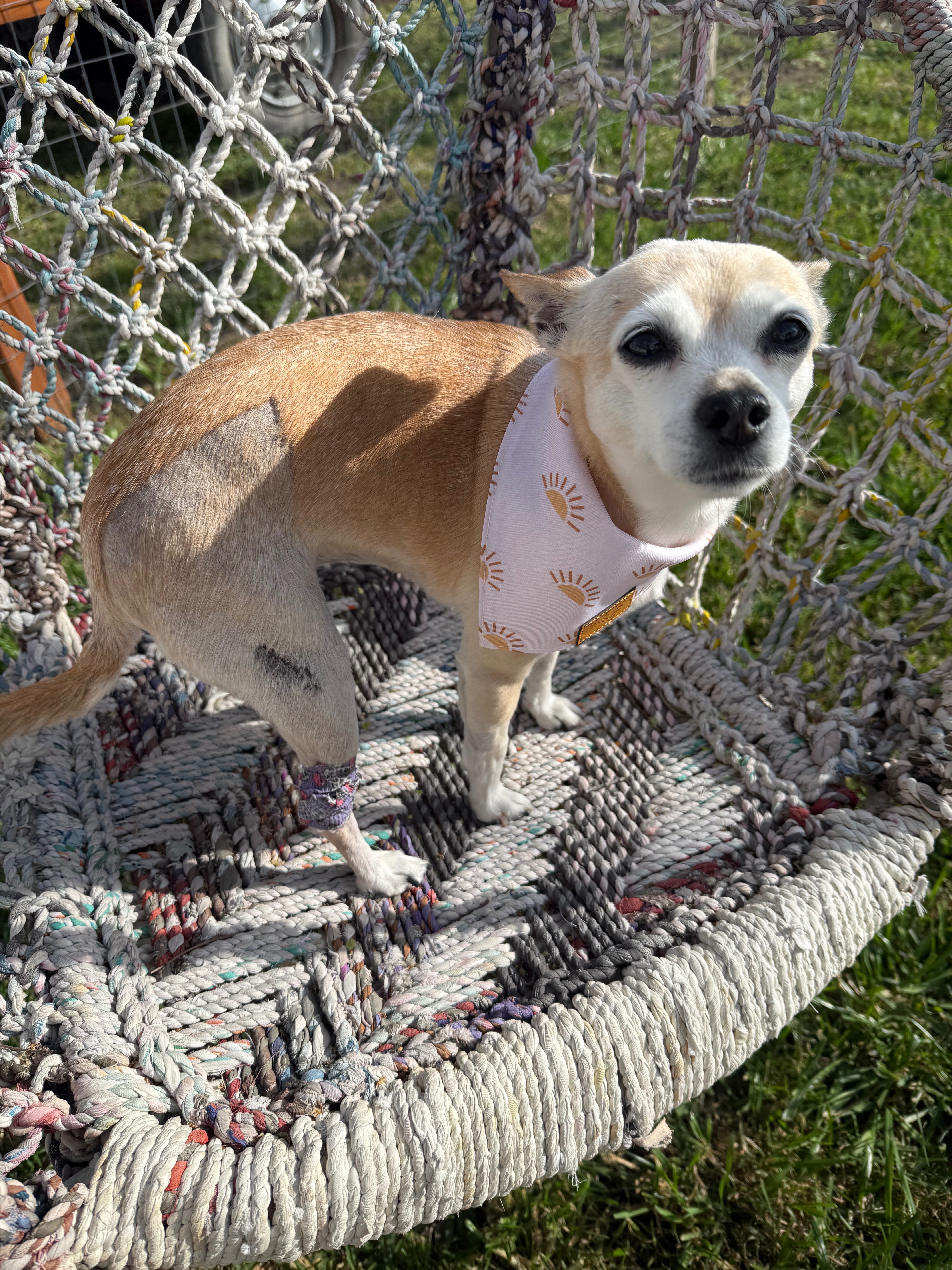 Help Abby Get Her Life-Saving Surgery ❤️ campaign photo, 5 of 8