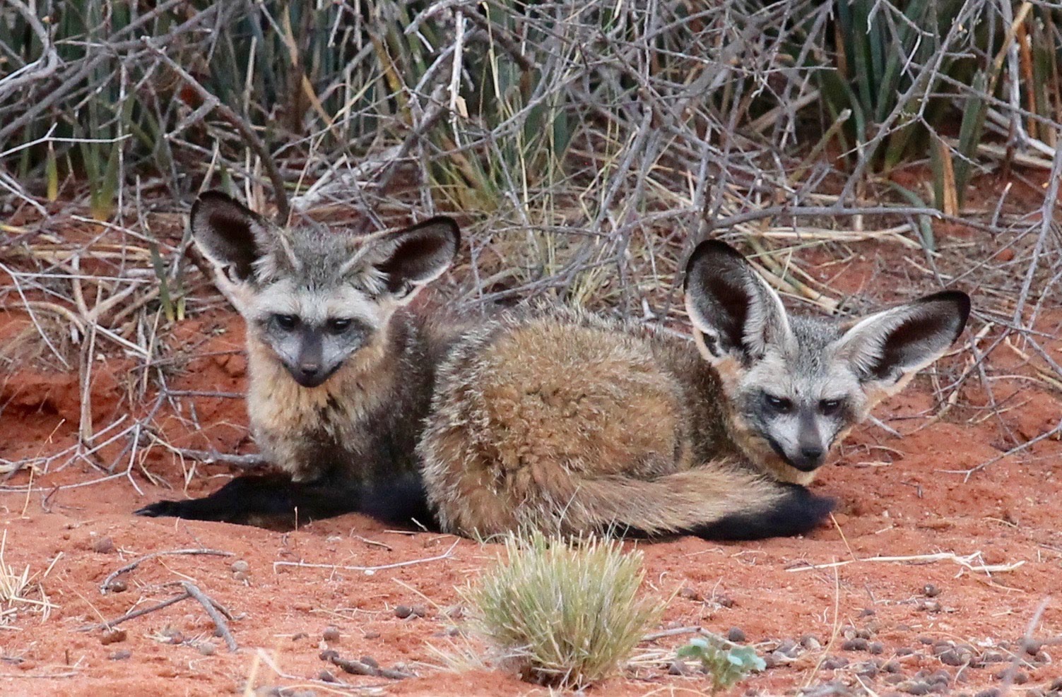 Help purchase 17,600 acres for a wildlife reserve! campaign photo, 4 of 8