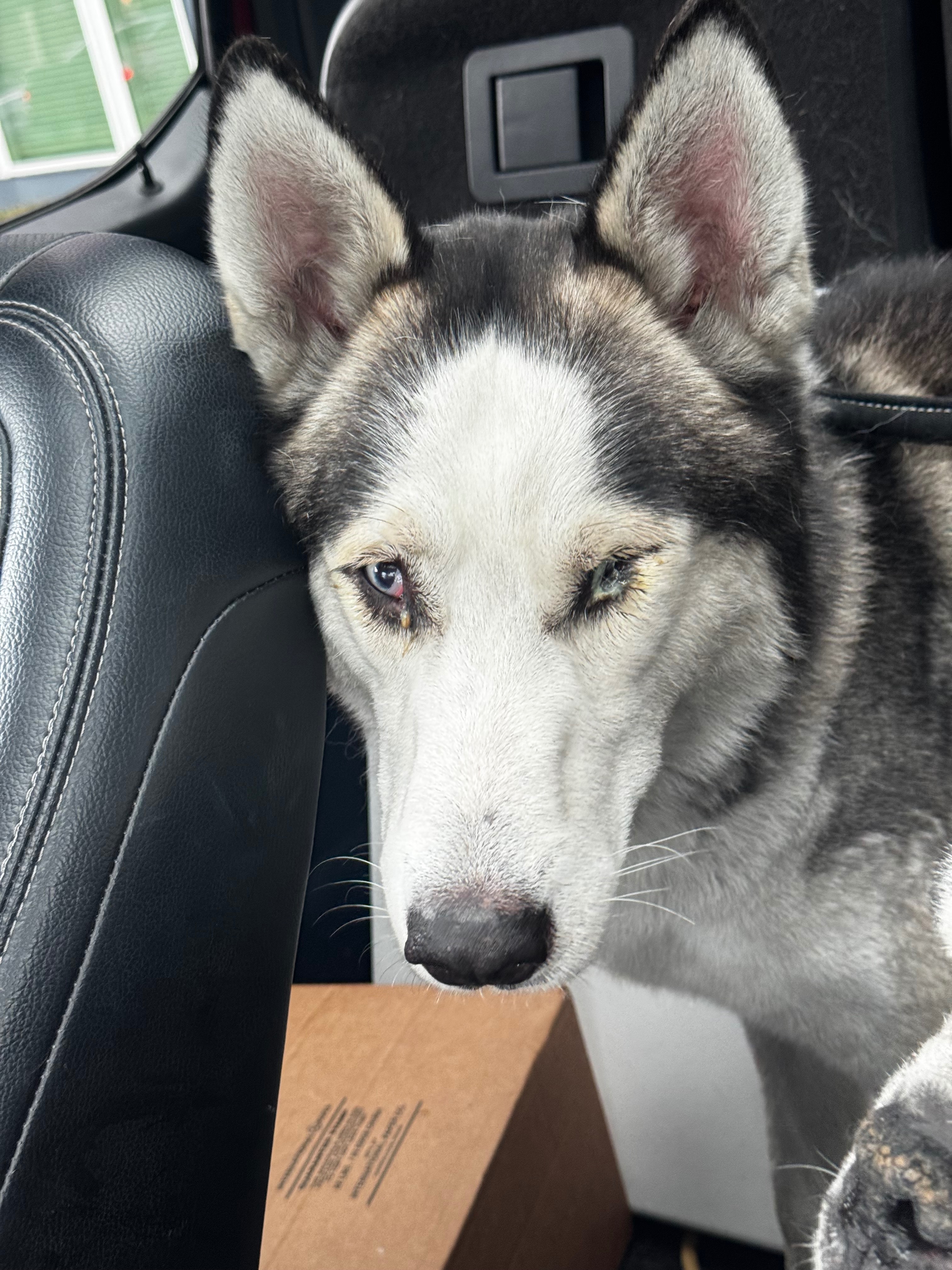 Rebuild hope. Help our pets and family after fatal home fire campaign photo, 4 of 6