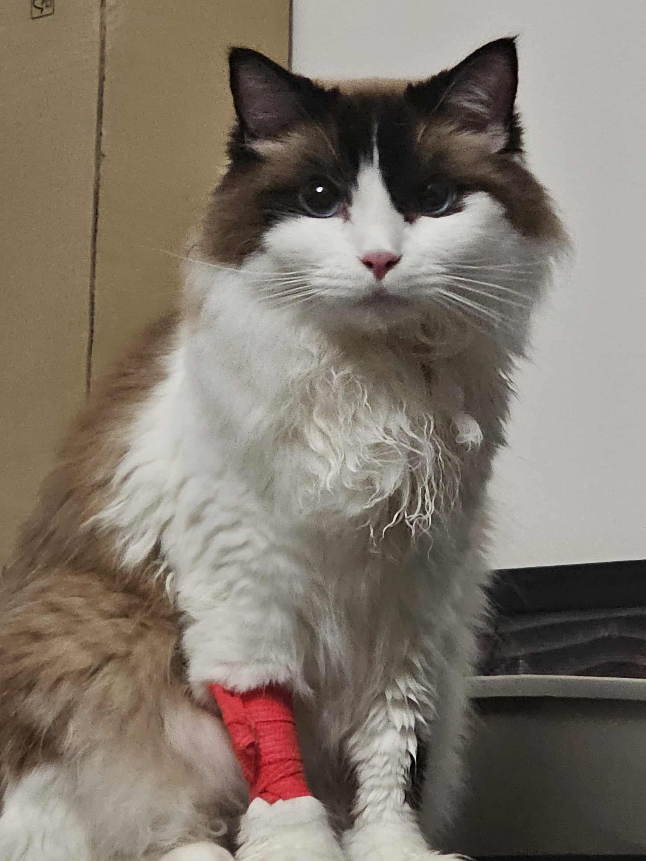 Dire Help Needed for Asthmatic Cat's Vet Bills and Tests campaign photo, 2 of 4